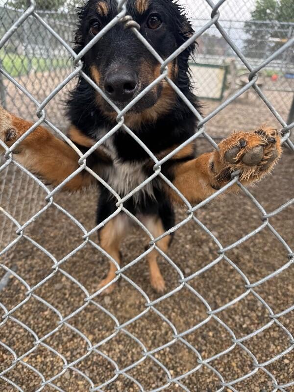 Kalesey, Adoptable, Young Female Australian Shepherd.