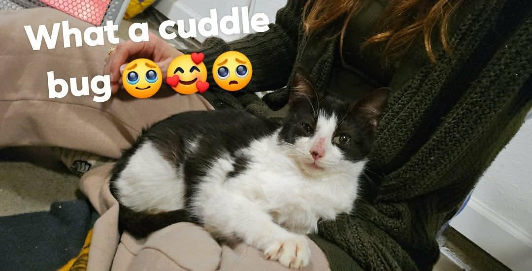 Enlarge Maestro, a ADOPTABLE Domestic Medium Hair in Fort Oglethorpe, GA image 2/3