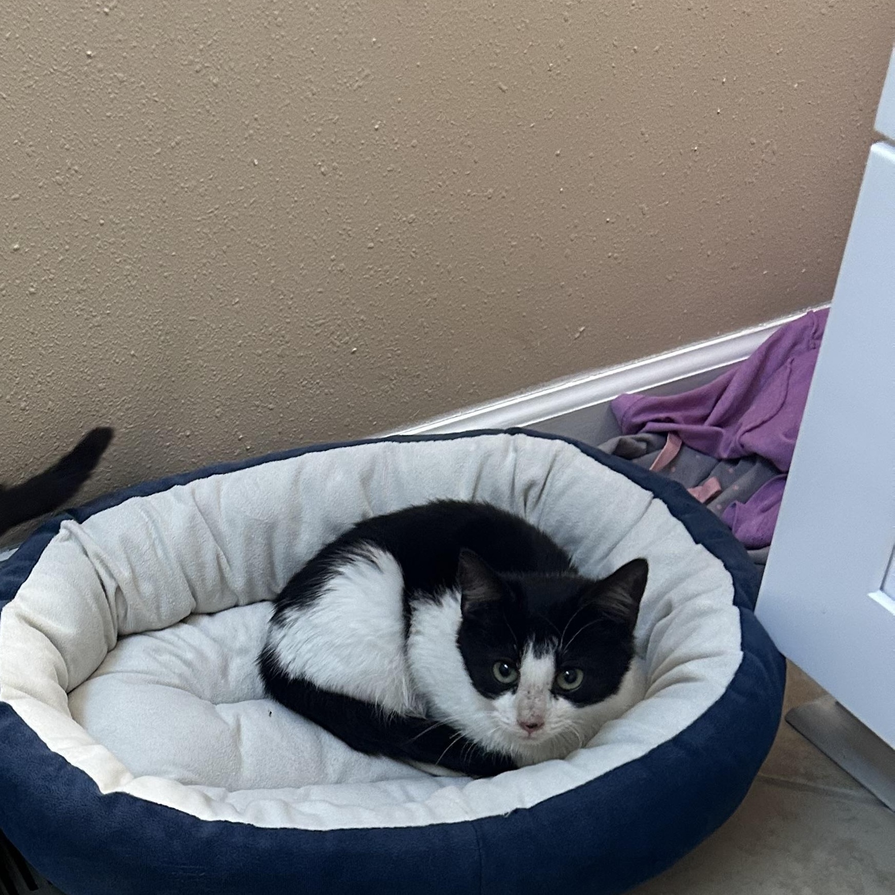 Enlarge Maestro, a ADOPTABLE Domestic Medium Hair in Fort Oglethorpe, GA image 3/3