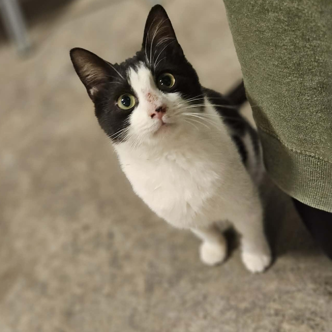 Enlarge Maestro, a ADOPTABLE Domestic Medium Hair in Fort Oglethorpe, GA image 1/3