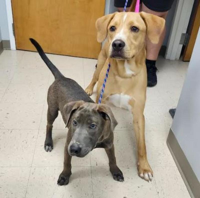 Mickey (lab mix puppy)