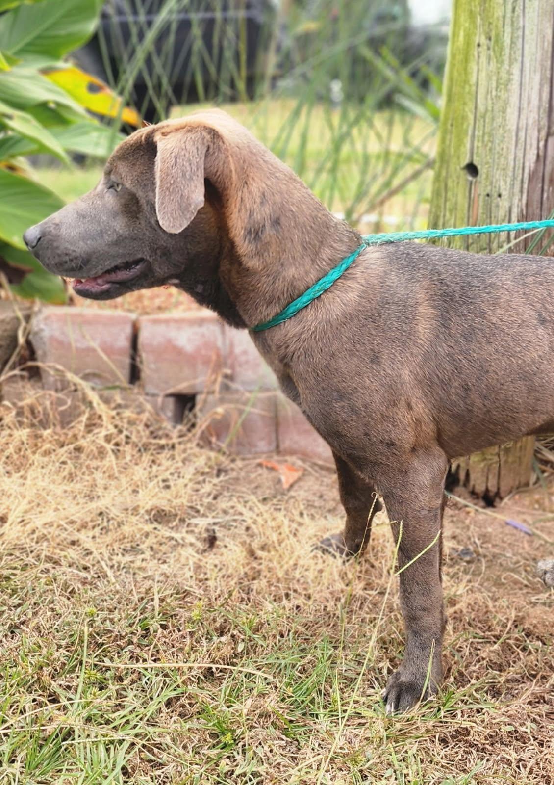 Mickey (lab mix puppy)