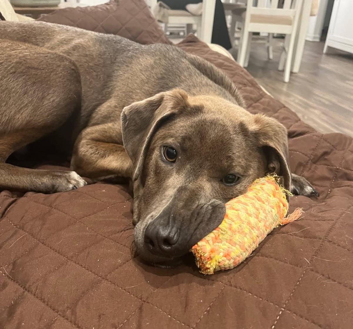 Mickey (lab mix puppy), a Adoptable mixed breed in Virginia Beach, VA image 1/6