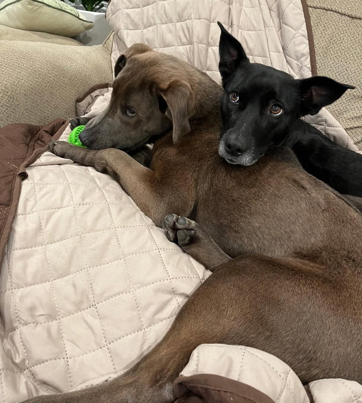 Mickey (lab mix puppy), a Adoptable mixed breed in Virginia Beach, VA image 6/6