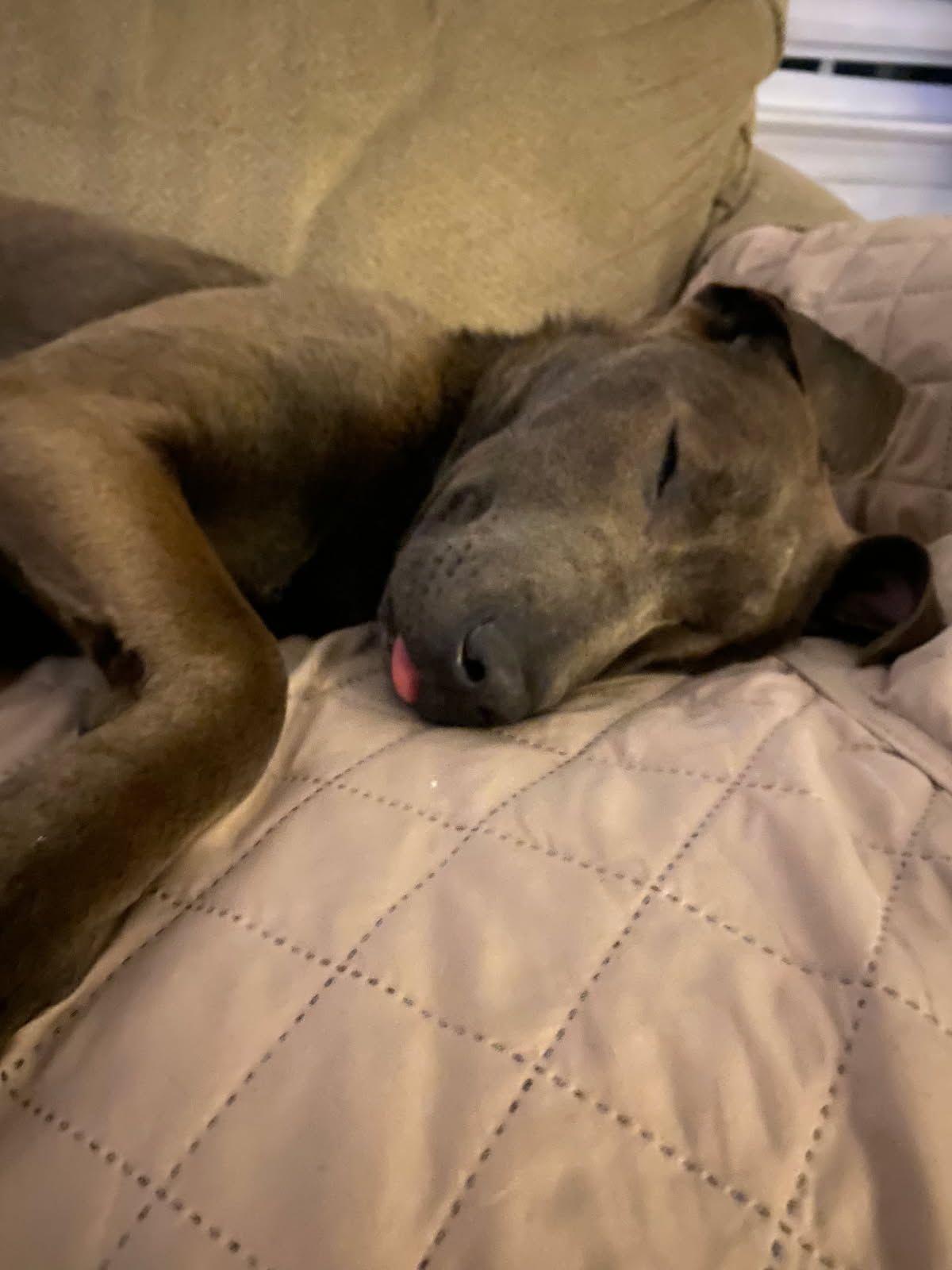 Mickey (lab mix puppy), a Adoptable mixed breed in Virginia Beach, VA image 5/6