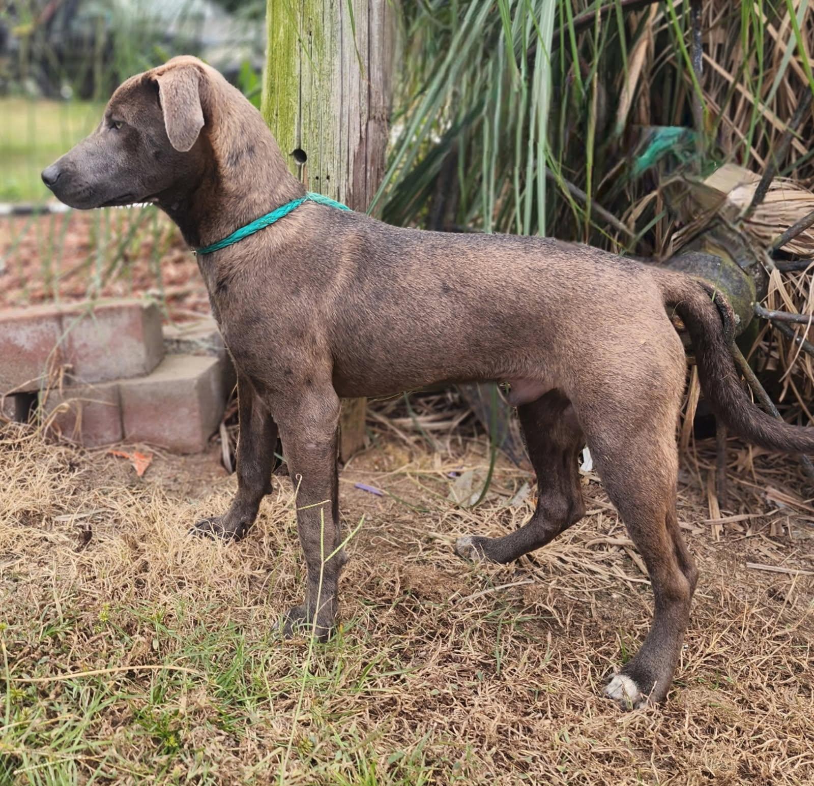 Mickey (lab mix puppy)