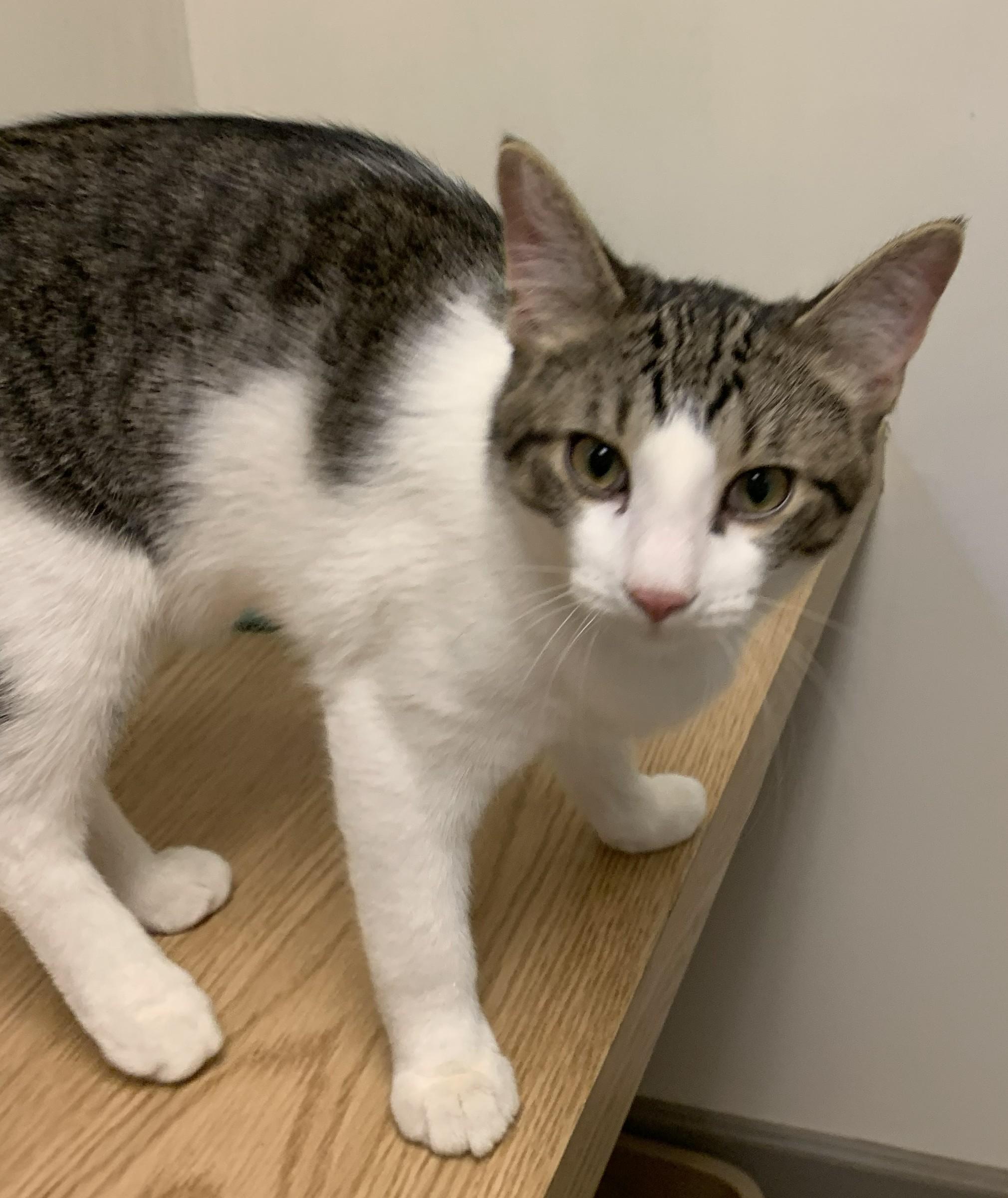 Goji26, a ADOPTABLE Domestic Short Hair in Milwaukee, WI image 3/4