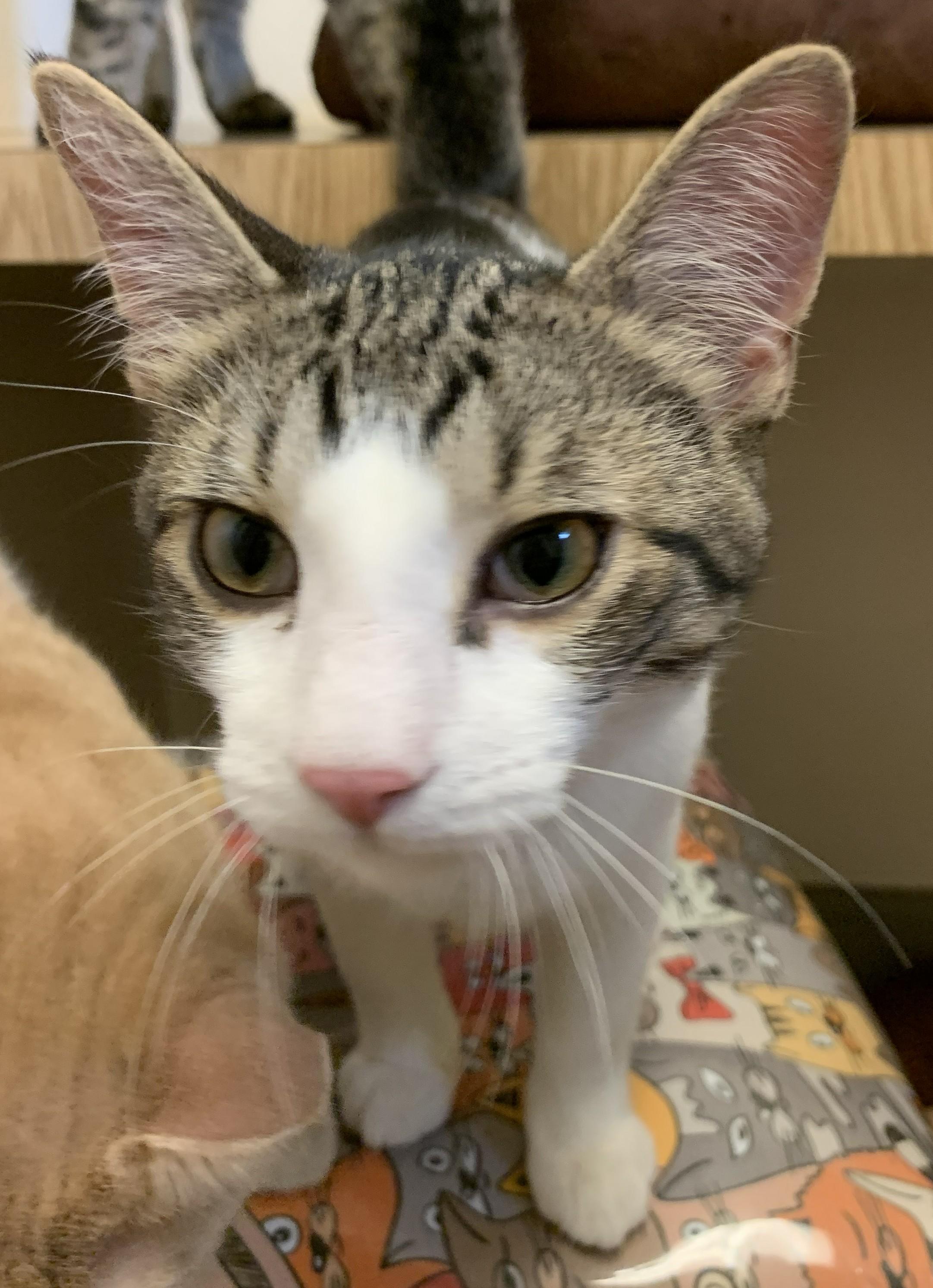 Goji26, ADOPTABLE, Kitten Male Domestic Short Hair.