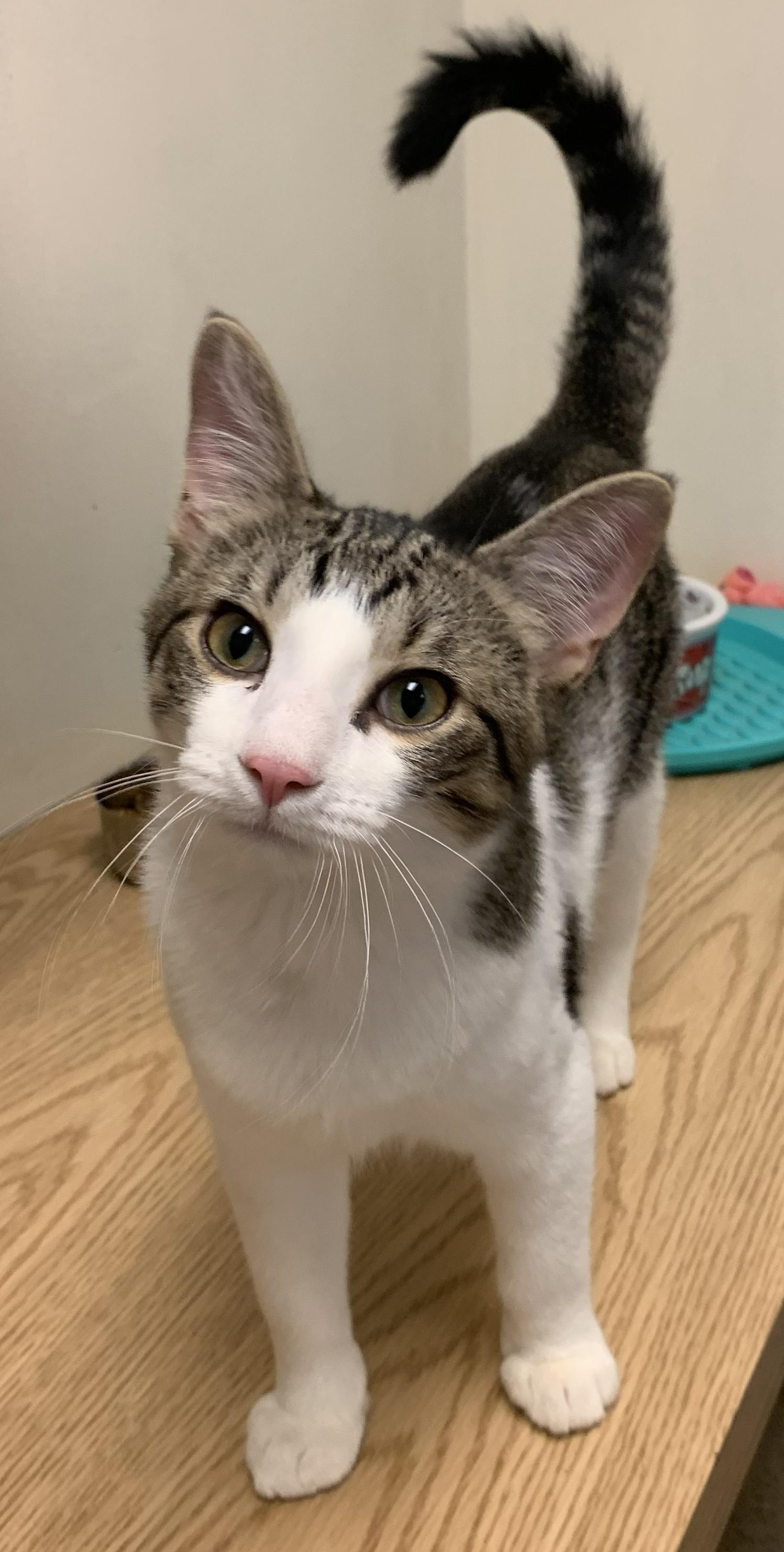Goji26, a ADOPTABLE Domestic Short Hair in Milwaukee, WI image 2/4
