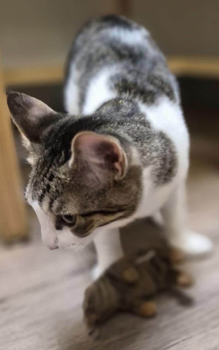 Enlarge Goji26, a ADOPTABLE Domestic Short Hair in Milwaukee, WI image 1/1