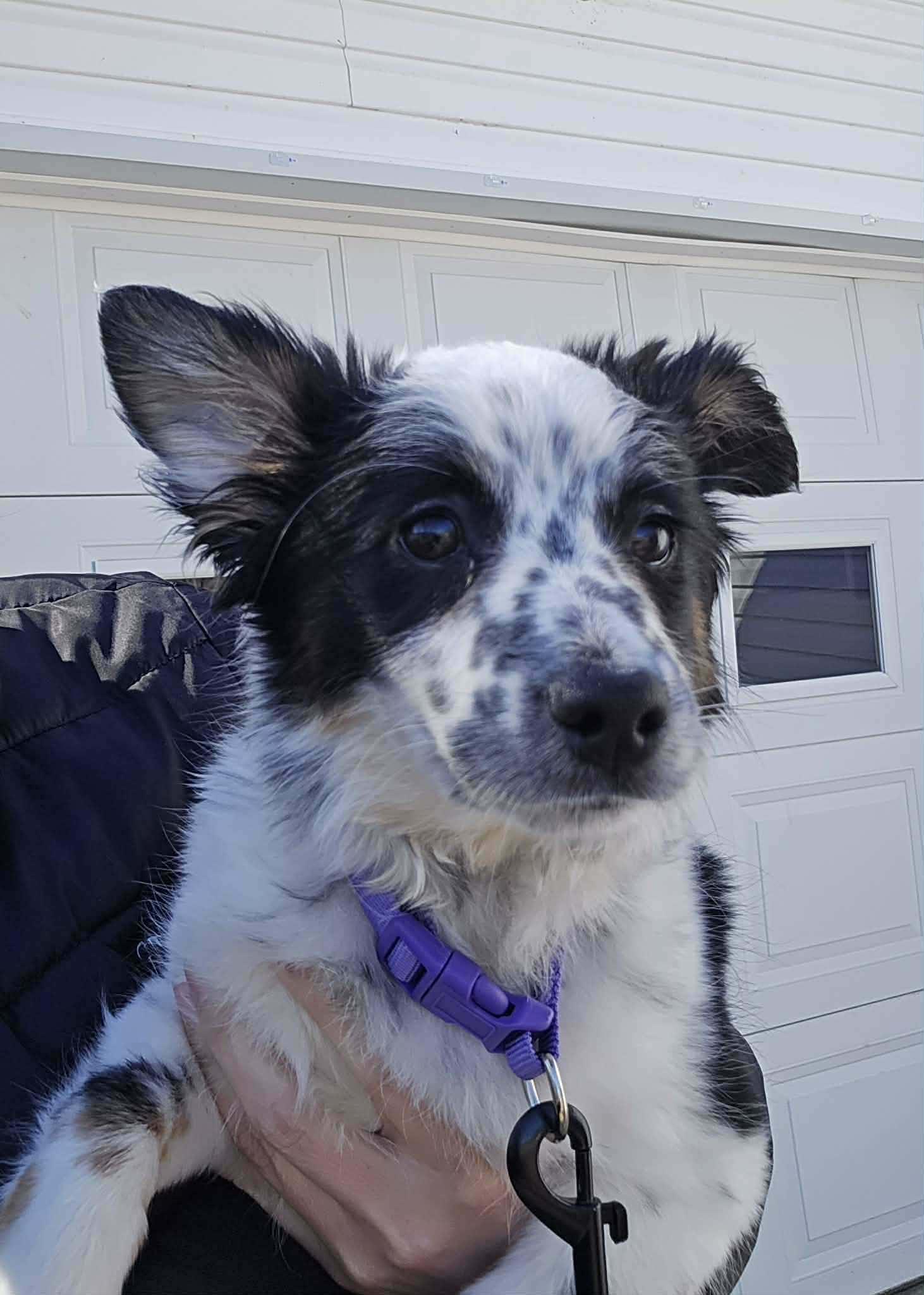 Enlarge Riley, a ADOPTABLE Australian Shepherd in Byron, IL image 2/3