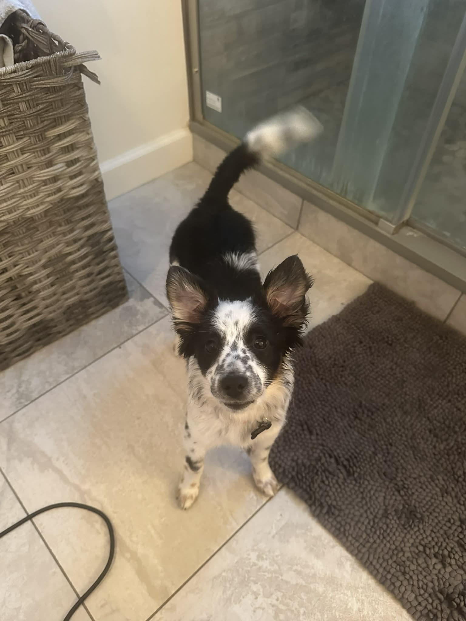 Enlarge Riley, a ADOPTABLE Australian Shepherd in Byron, IL image 3/3