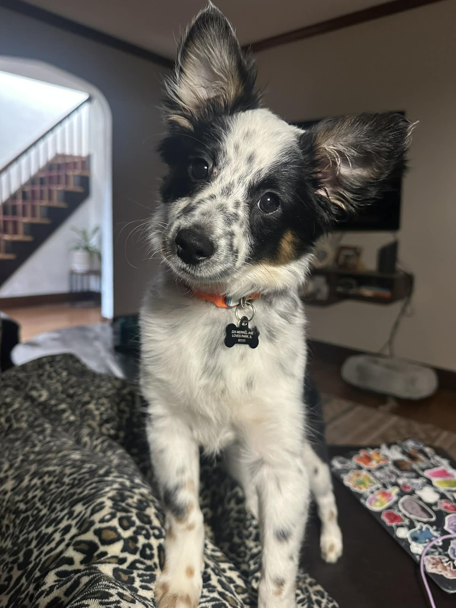 Riley, ADOPTABLE, Puppy Female Australian Shepherd.