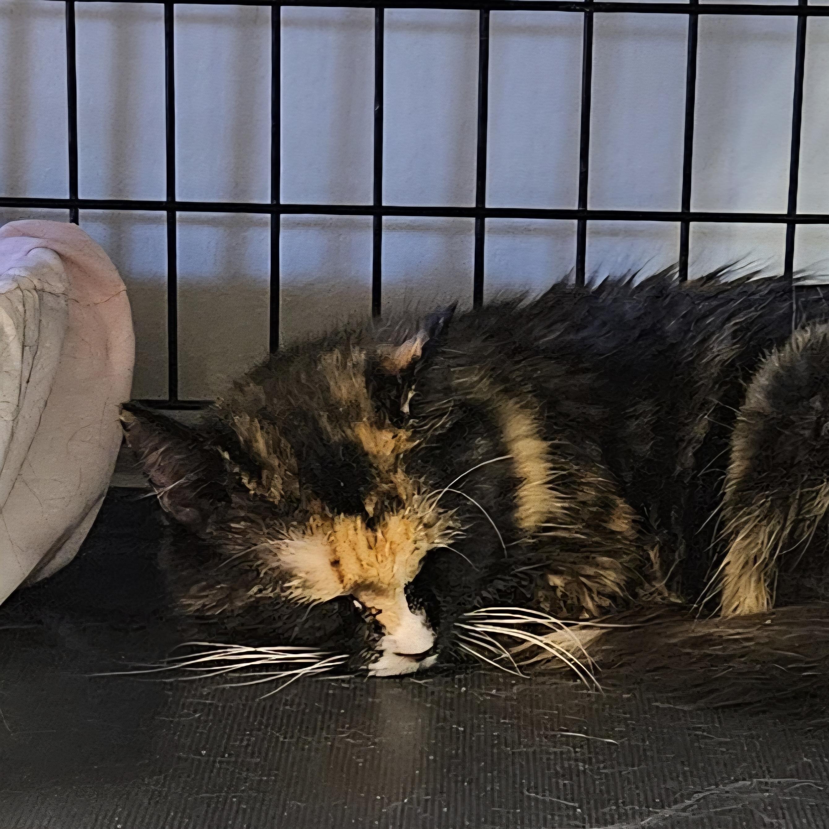 Enlarge Summer, a Adoptable Domestic Medium Hair in Brockport, NY image 4/6