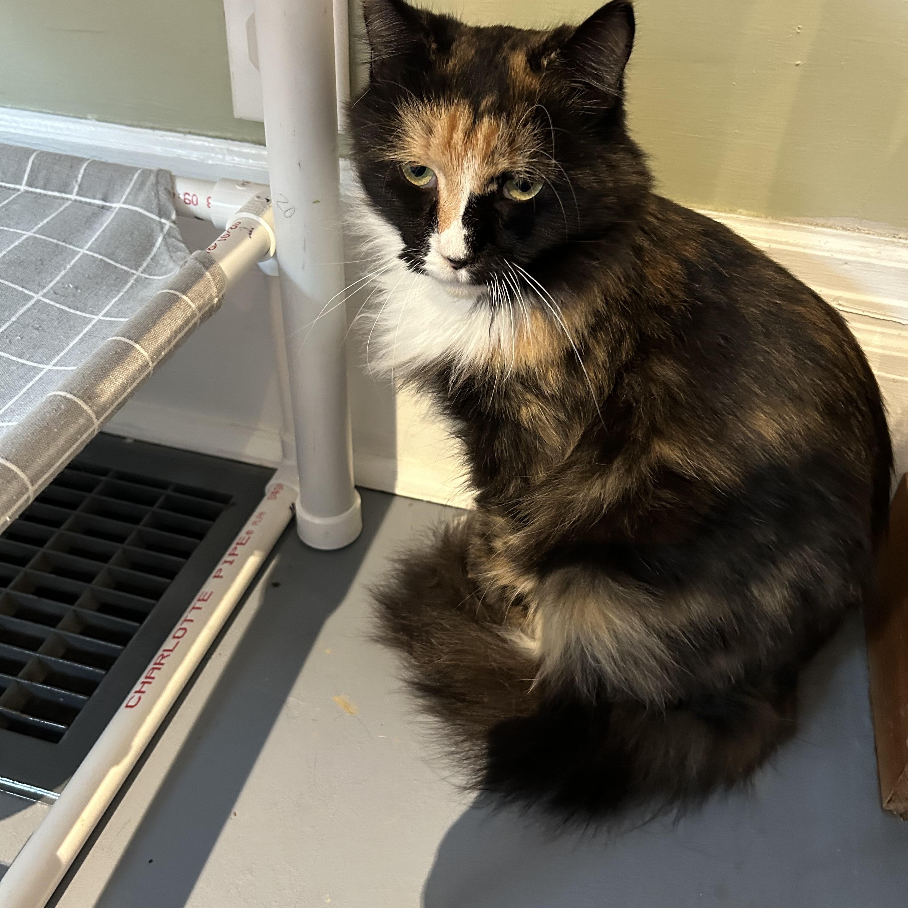 Enlarge Summer, a Adoptable Domestic Medium Hair in Brockport, NY image 2/6