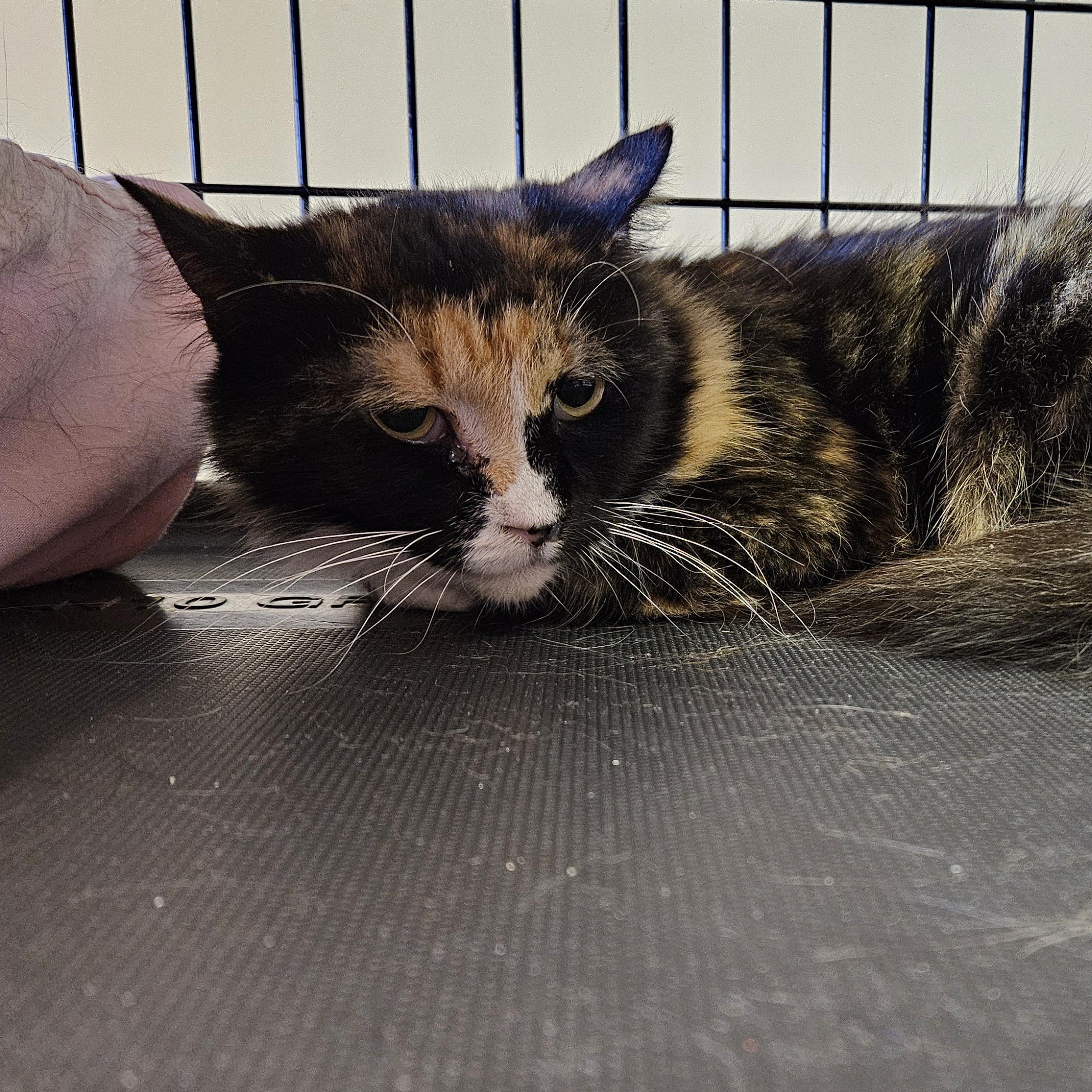 Enlarge Summer, a Adoptable Domestic Medium Hair in Brockport, NY image 3/6