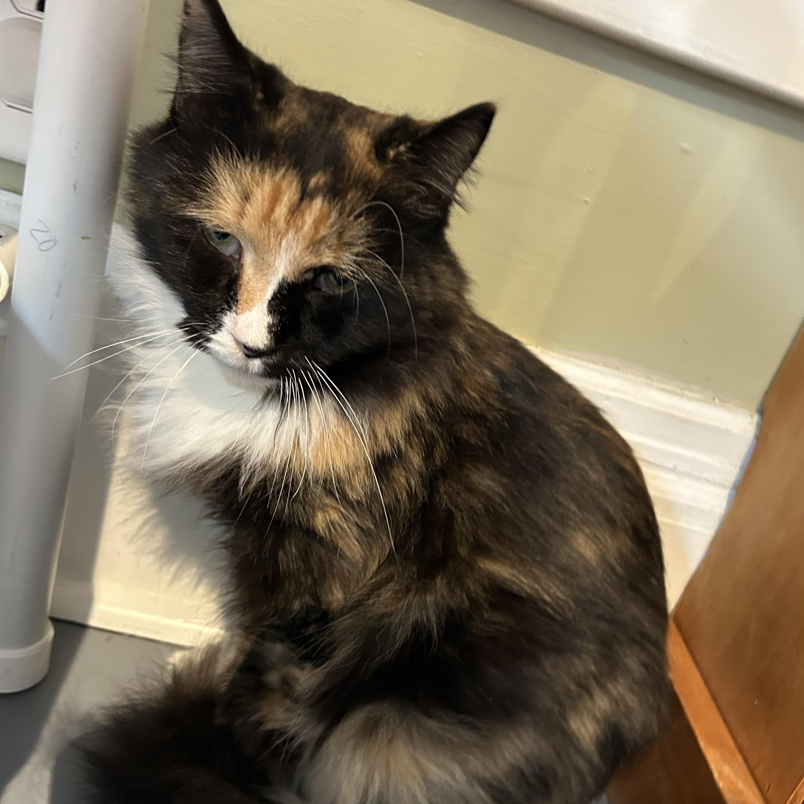 Enlarge Summer, a Adoptable Domestic Medium Hair in Brockport, NY image 1/6