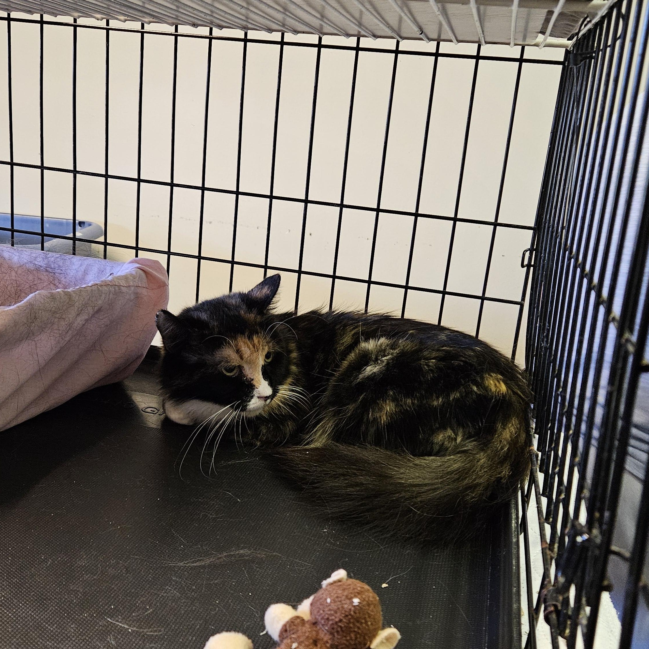 Enlarge Summer, a Adoptable Domestic Medium Hair in Brockport, NY image 5/6