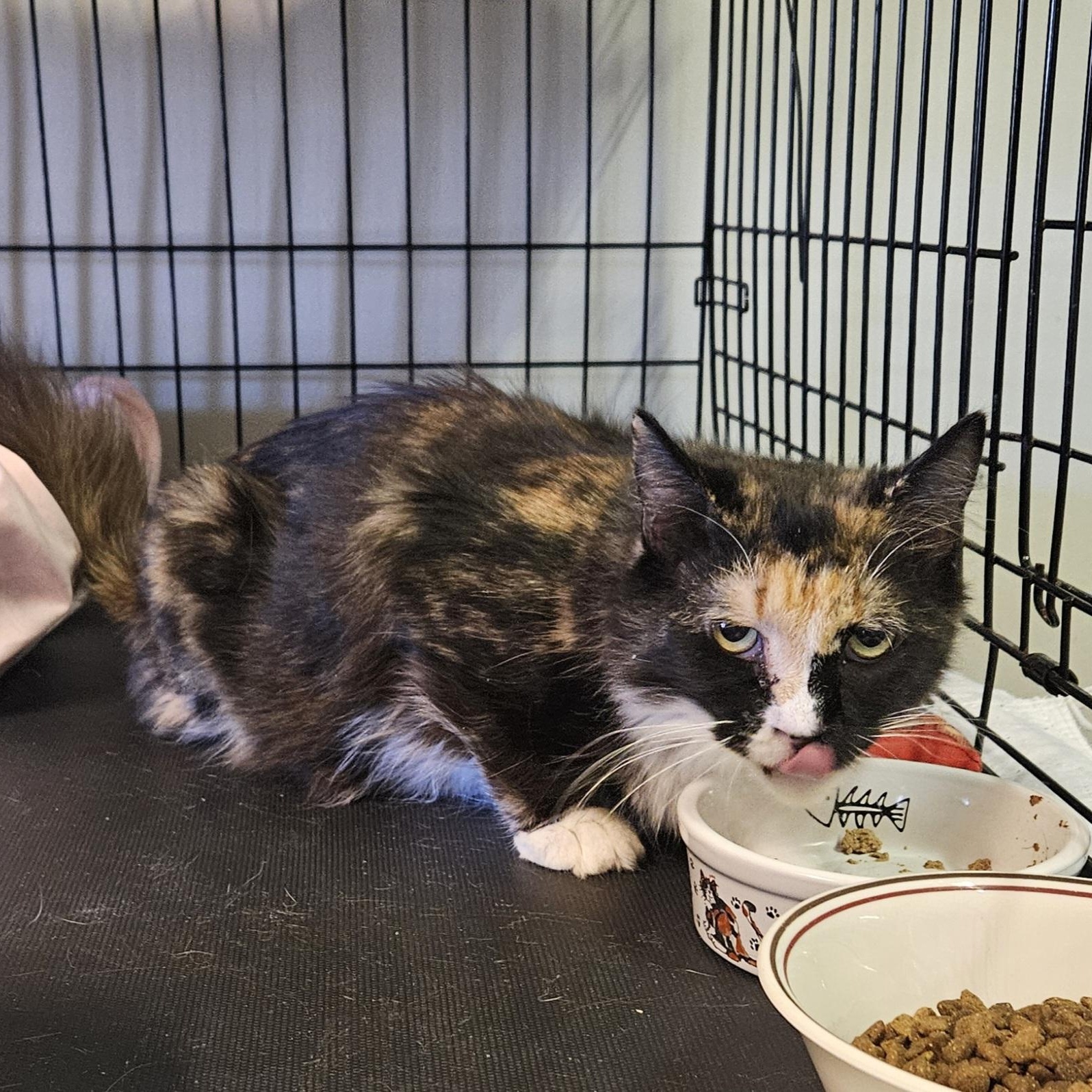 Enlarge Summer, a Adoptable Domestic Medium Hair in Brockport, NY image 6/6