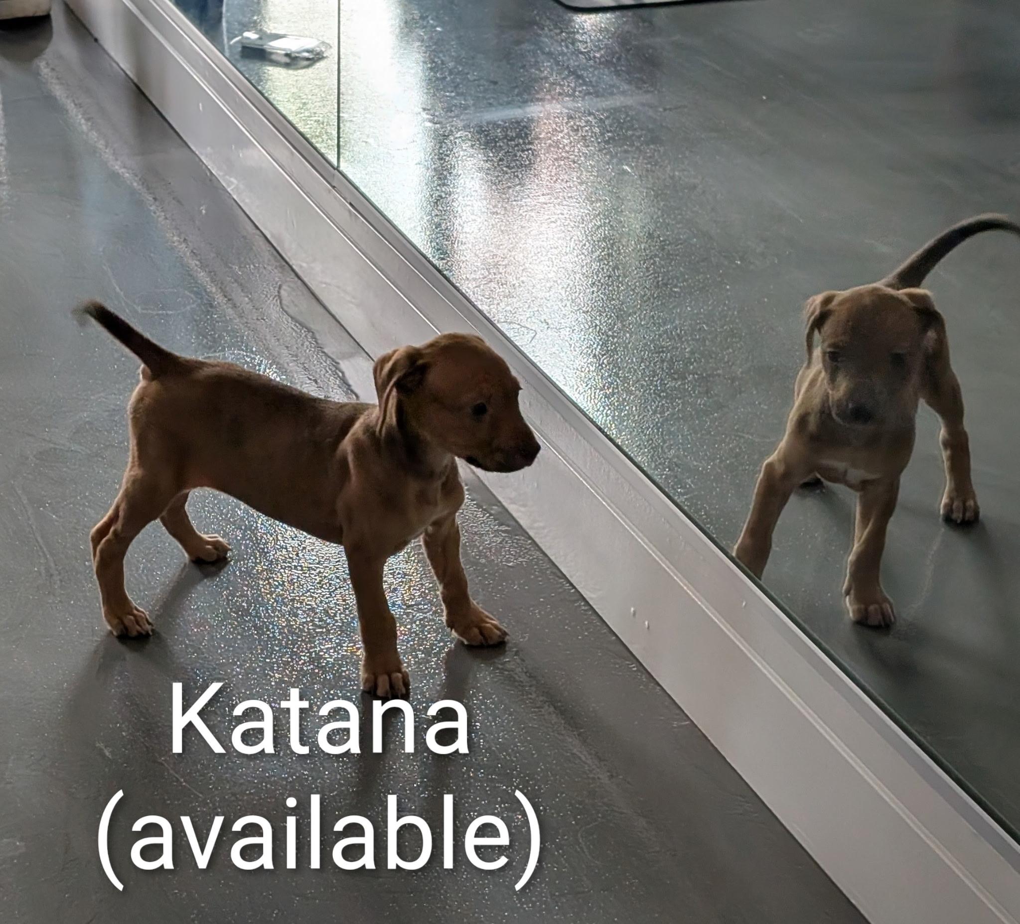 Katana, ADOPTABLE, Puppy Female Mixed Breed.