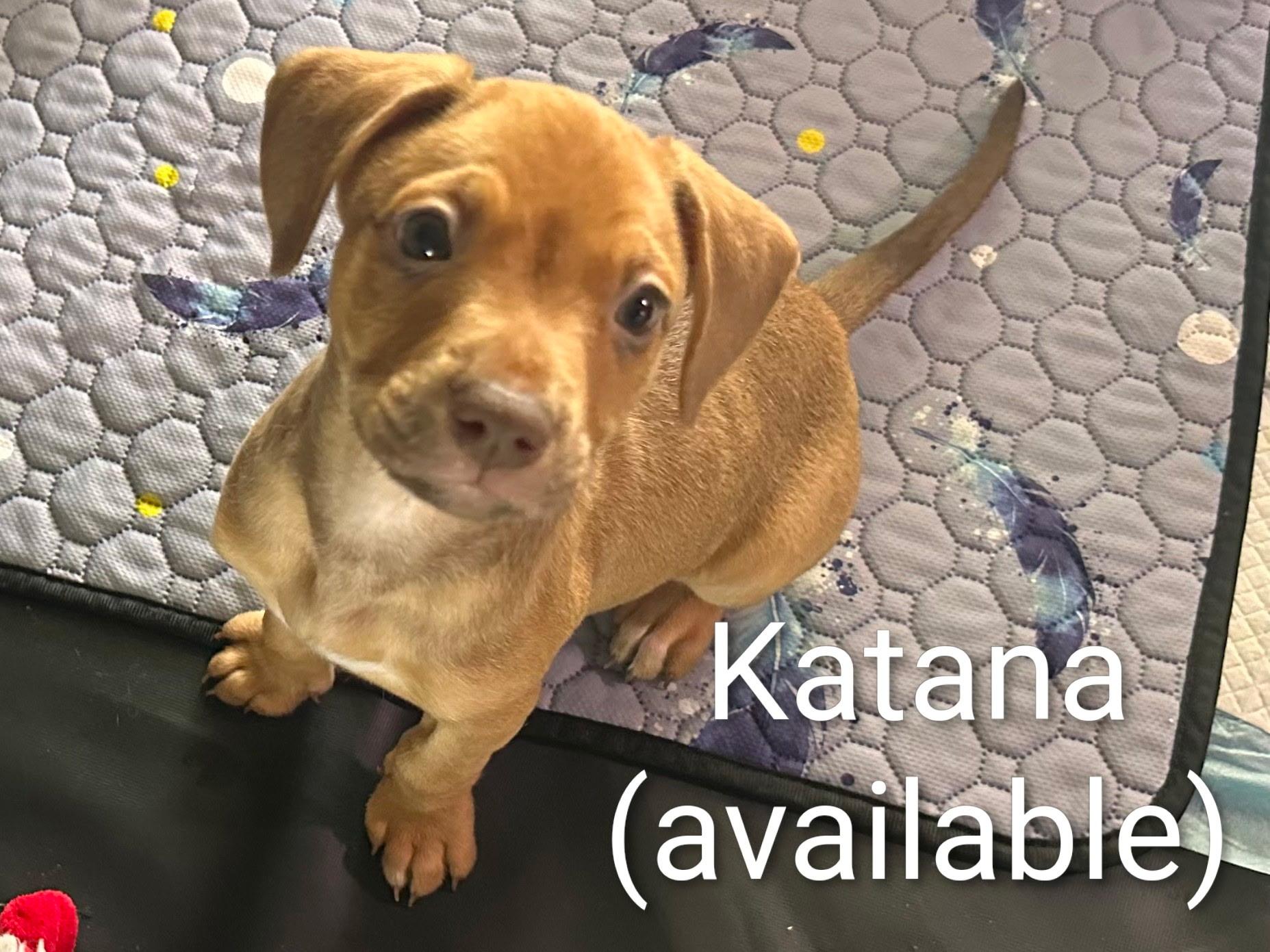 Enlarge Katana, a ADOPTABLE mixed breed in Cape Coral, FL image 2/2