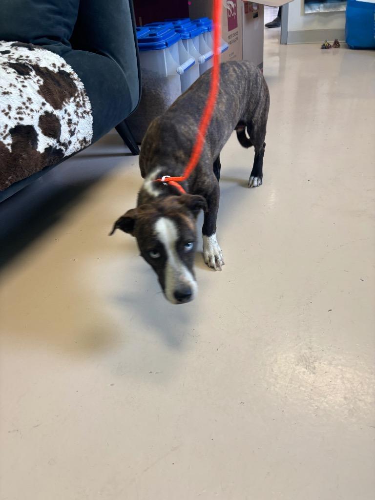 Pam, Adoptable, Young Female Pit Bull Terrier & Mixed Breed.