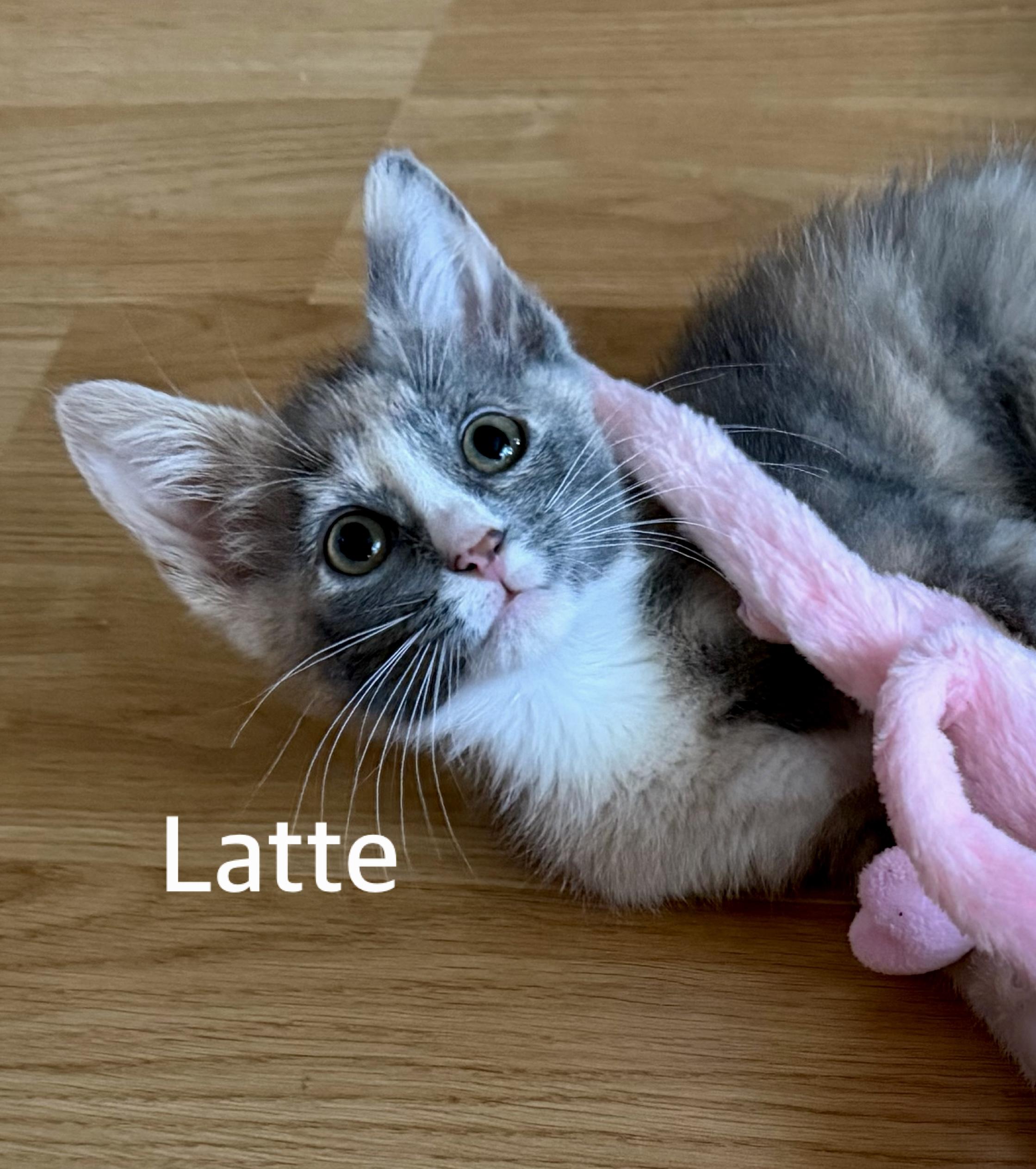 Latte, ADOPTABLE, Kitten Female Domestic Short Hair.