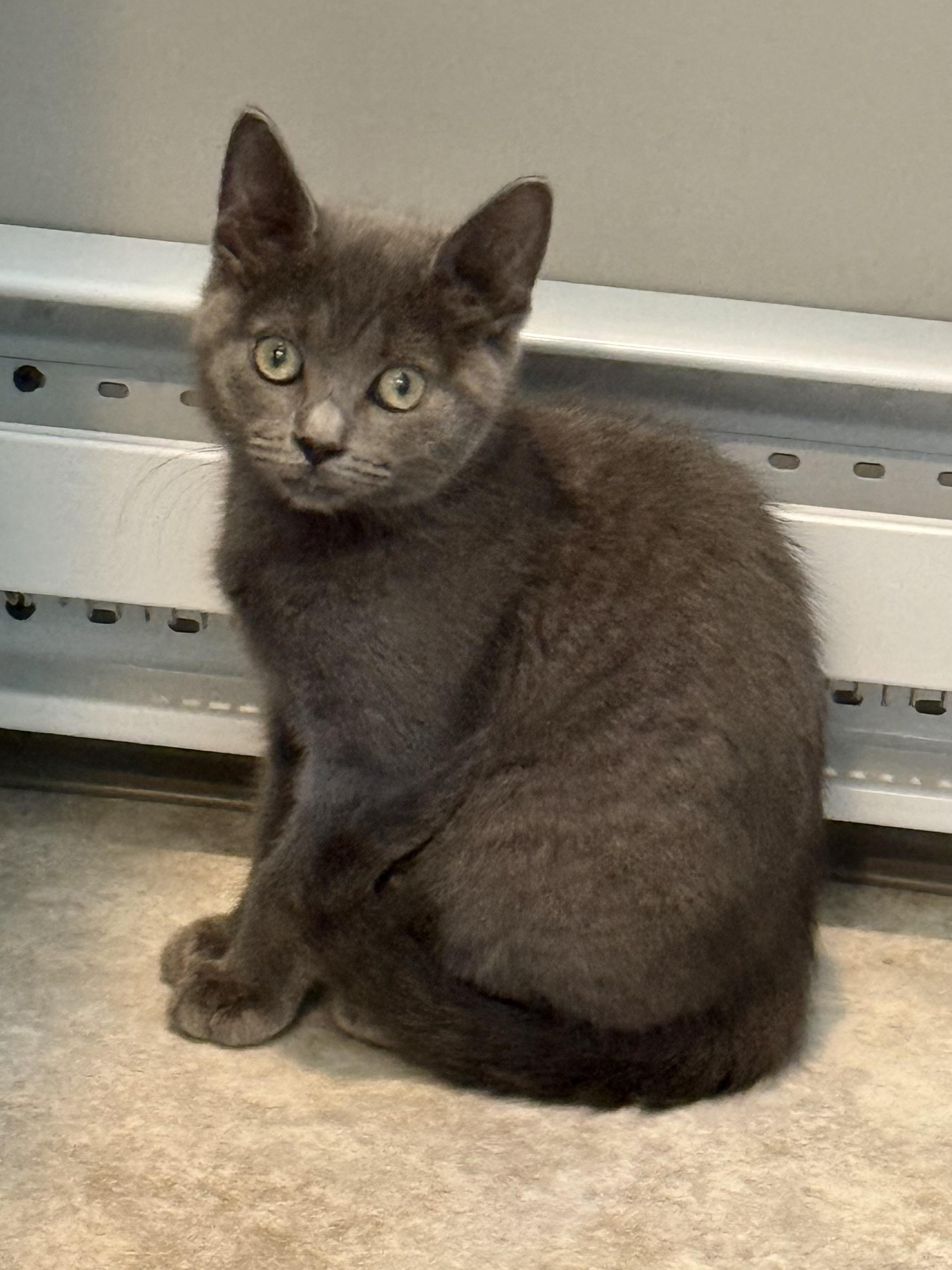 Patty, Young Female Domestic Short Hair