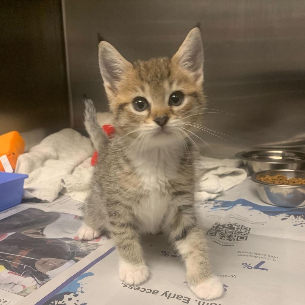 Angel, Adoptable, Kitten Female Domestic Short Hair.