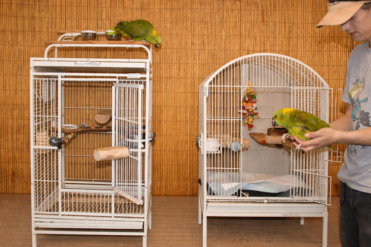 Enlarge Sweet Pea & Pito -2 (Special Needs) YNA’s , a ADOPTABLE Amazon in Vancouver, WA image 1/6