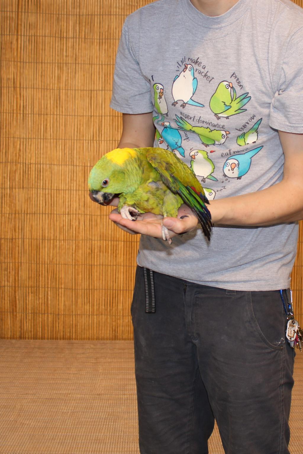 Enlarge Sweet Pea & Pito -2 (Special Needs) YNA’s , a ADOPTABLE Amazon in Vancouver, WA image 5/6