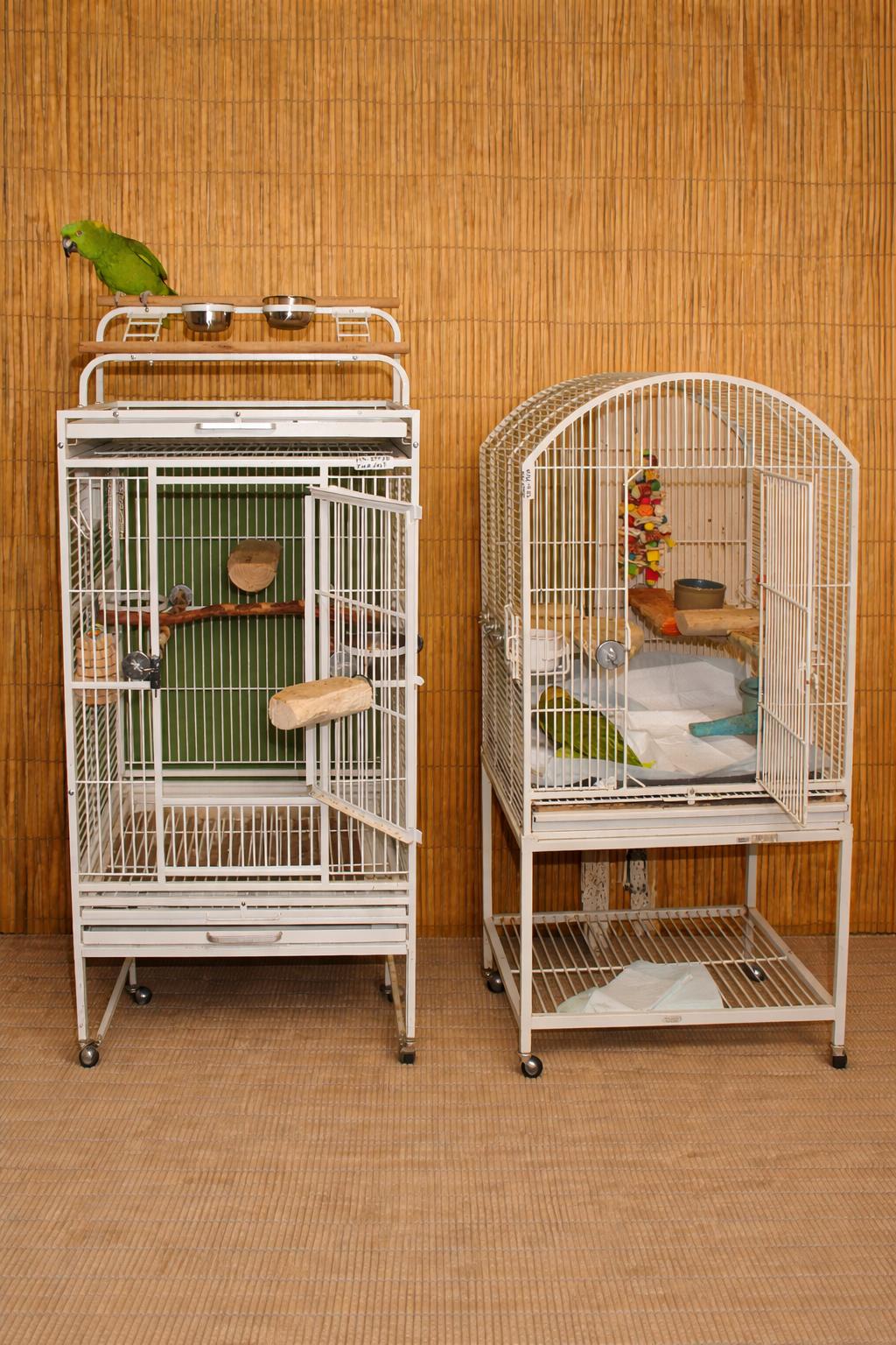 Enlarge Sweet Pea & Pito -2 (Special Needs) YNA’s , a ADOPTABLE Amazon in Vancouver, WA image 3/6