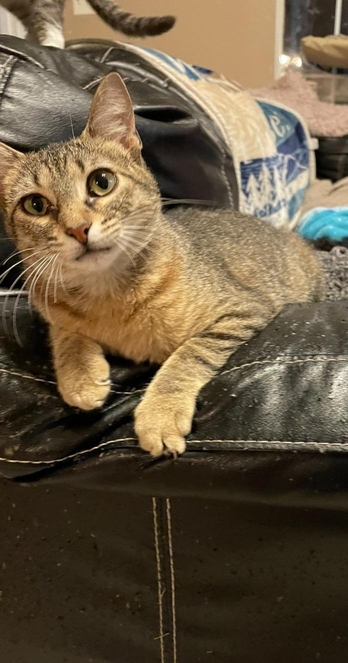 FeFe, adopted, Young Female Domestic Short Hair.