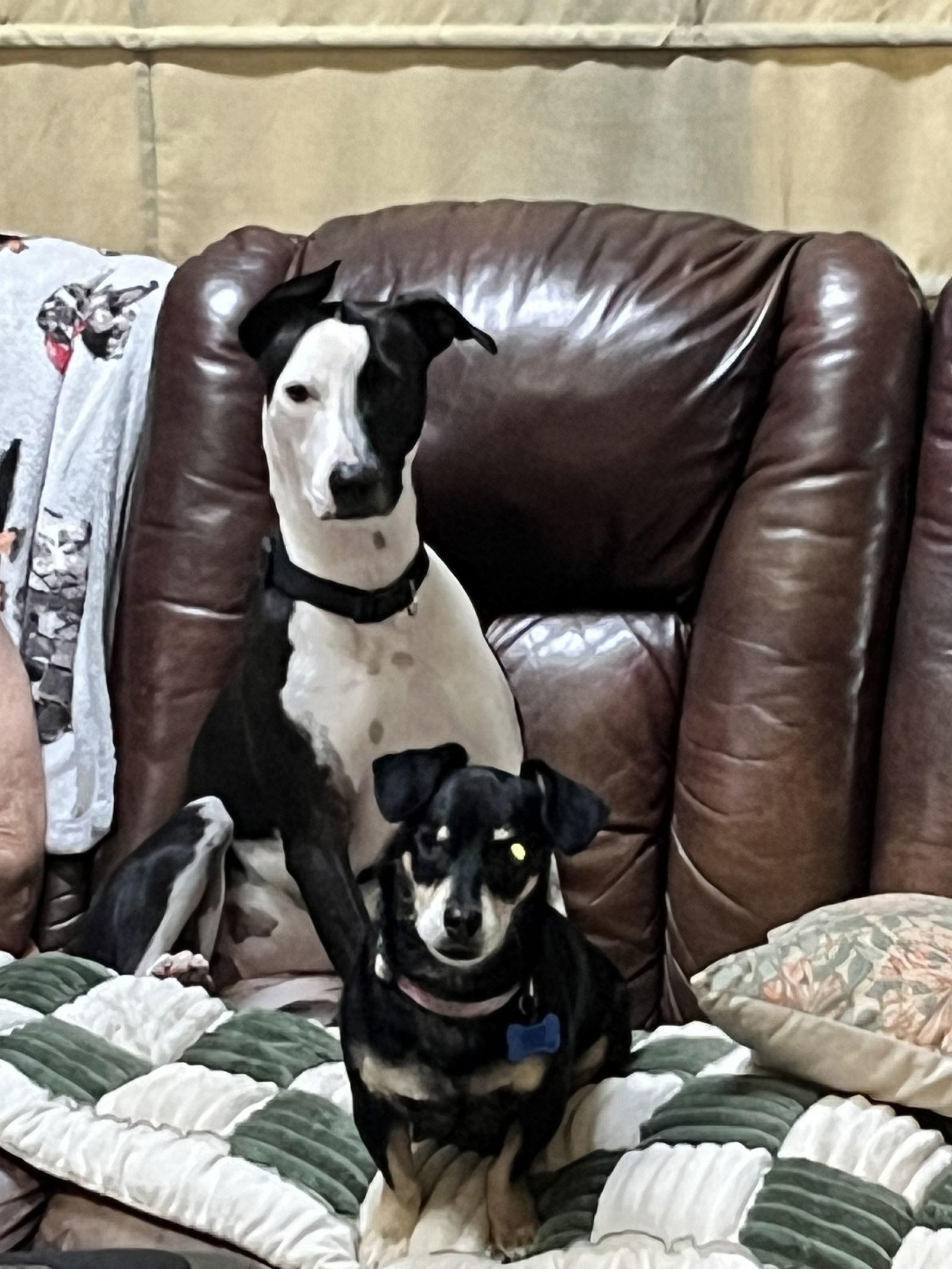 Estrella, Adoptable, Adult Female Foxhound.