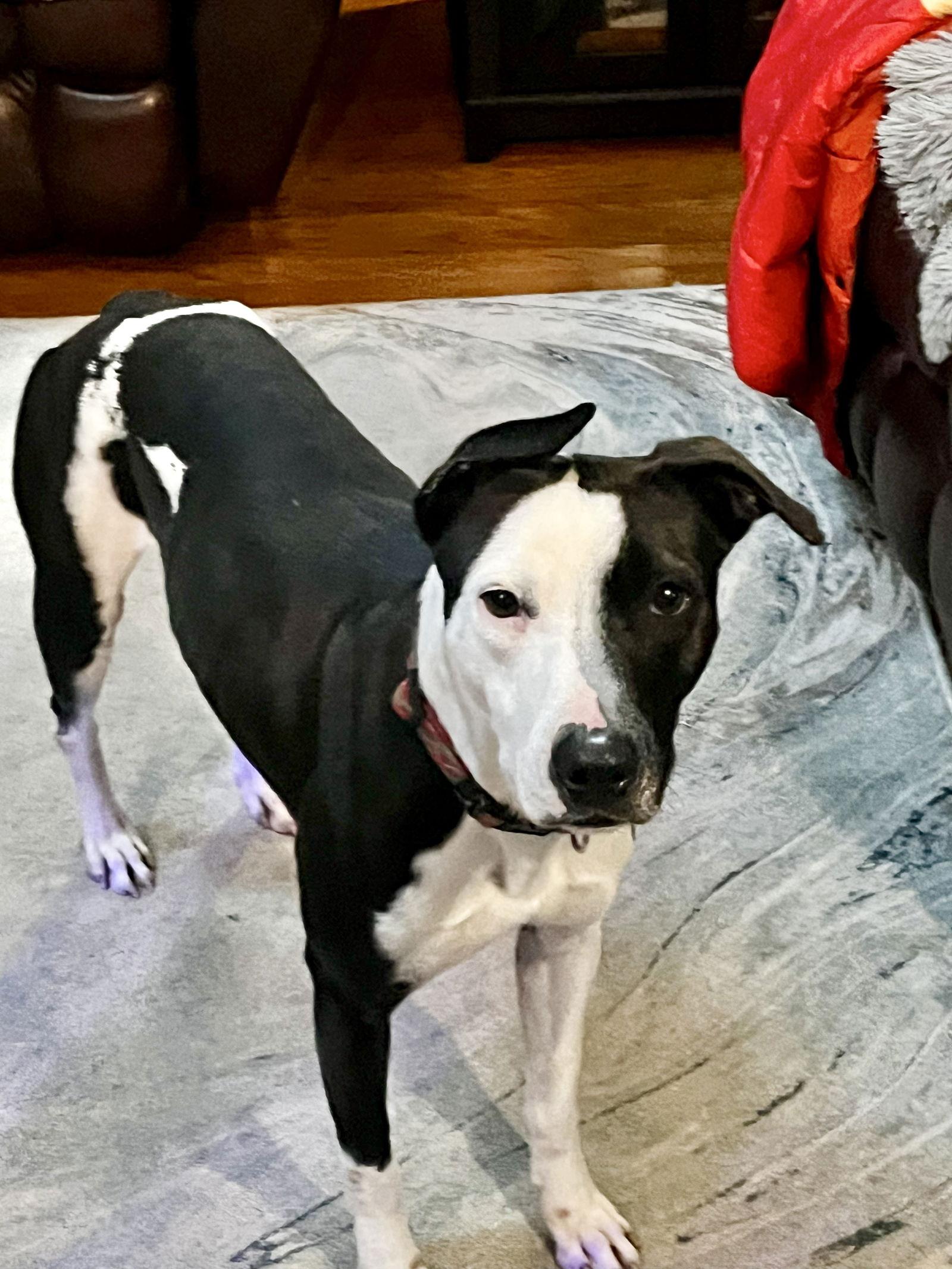 Estrella, Adoptable, Adult Female Foxhound & Dalmatian.