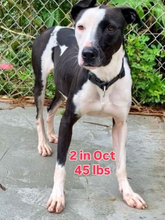 Enlarge Estrella, a Adoptable Foxhound in Virginia Beach, VA image 2/3