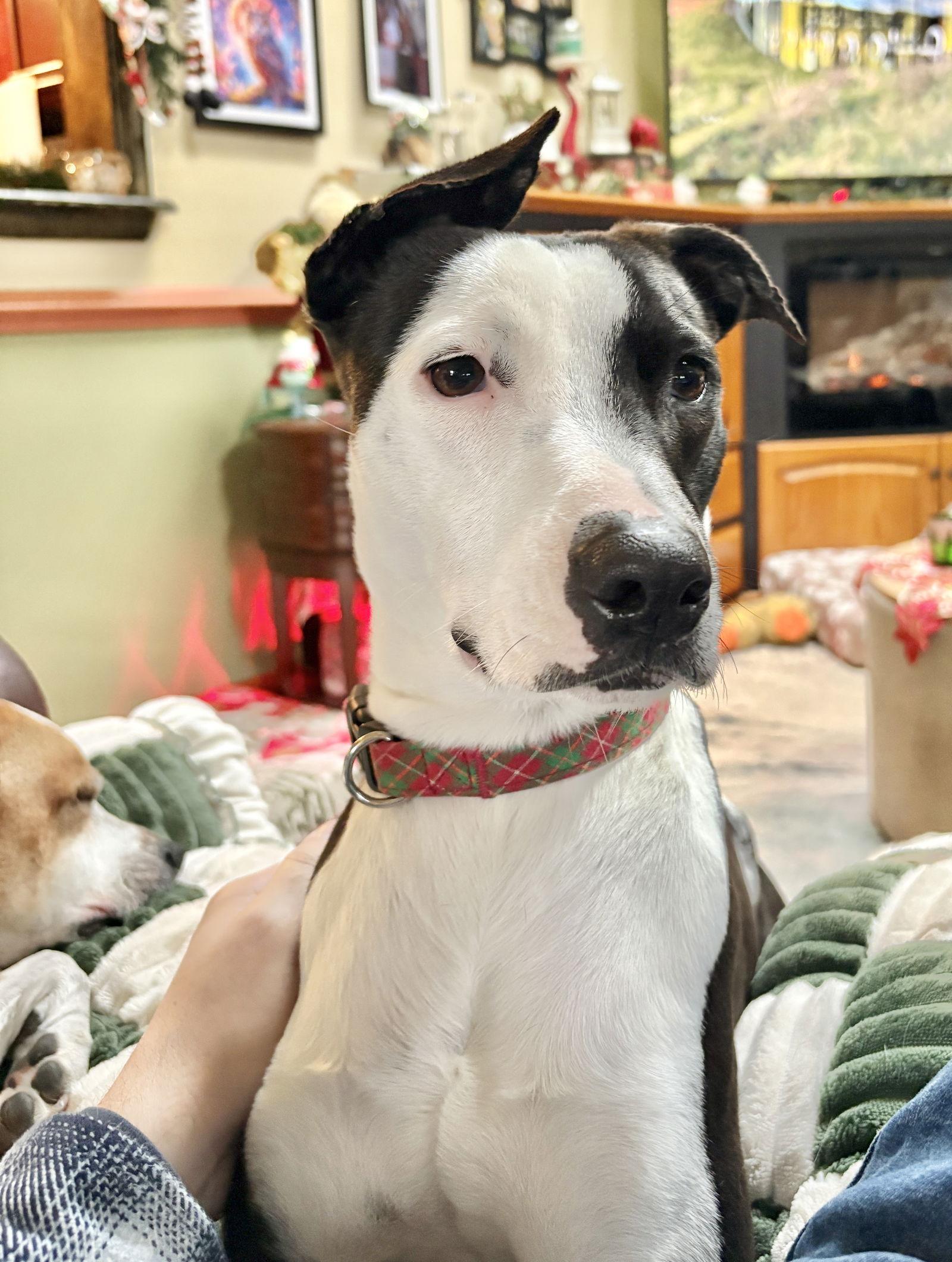 Enlarge Estrella, a Adoptable mixed breed in Virginia Beach, VA image 2/3