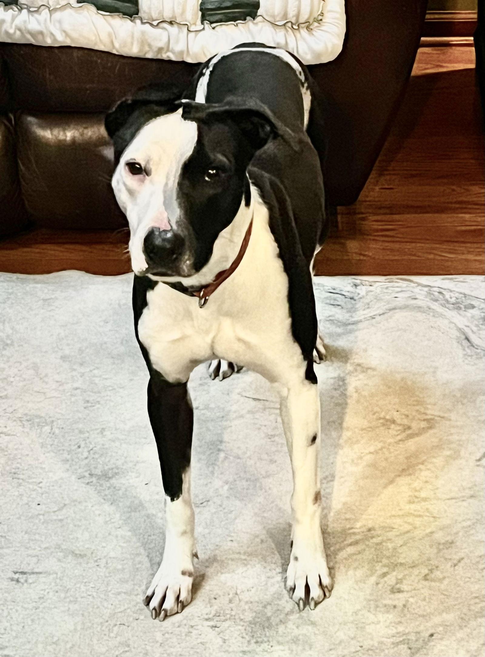 Enlarge Estrella, a Adoptable mixed breed in Virginia Beach, VA image 3/3