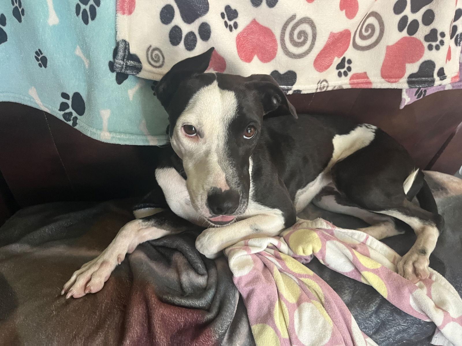 Enlarge Estrella, a Adoptable Foxhound in Virginia Beach, VA image 3/3