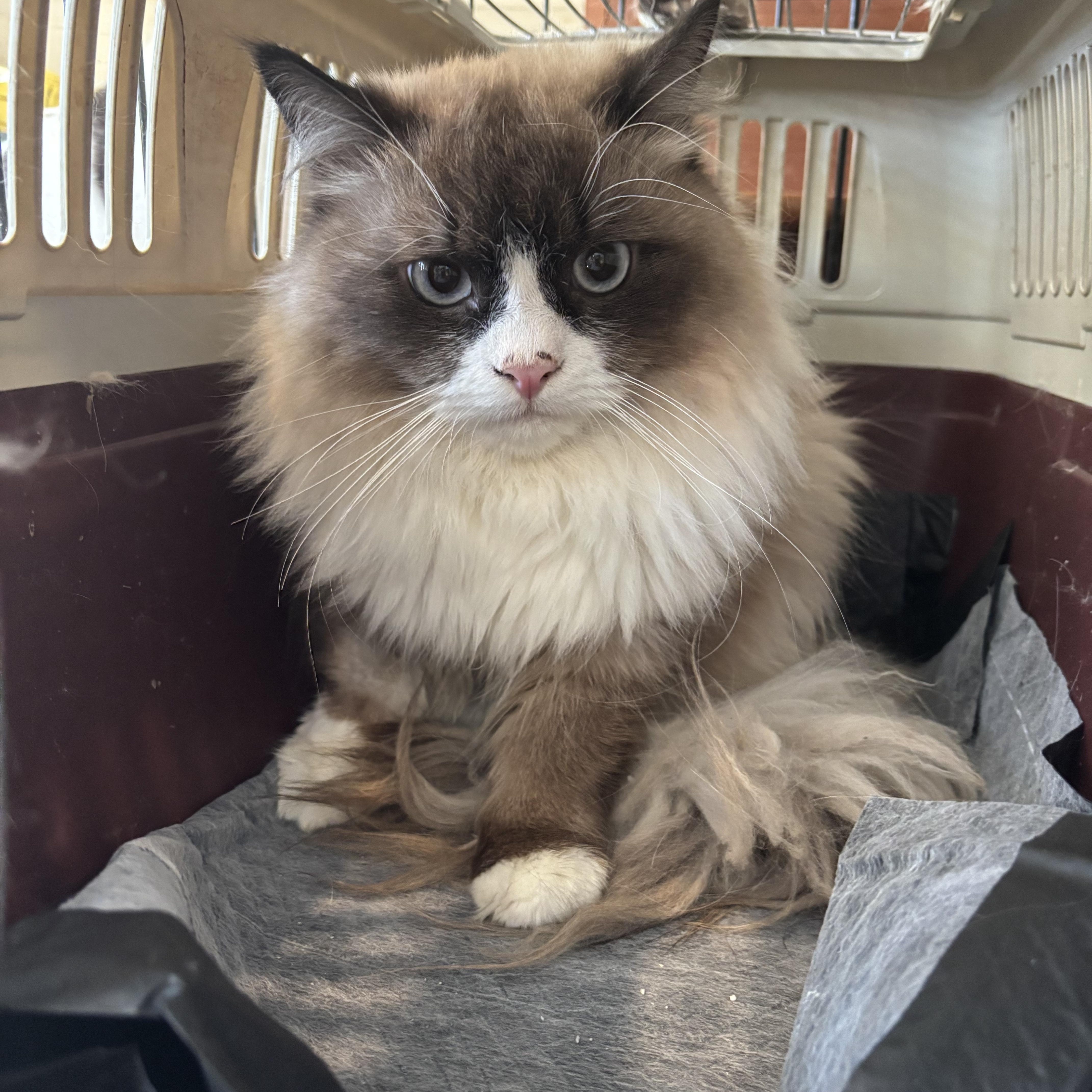Tiger and Raggy (Ragdolls), a ADOPTABLE Ragdoll in Fairfax, VA image 2/5