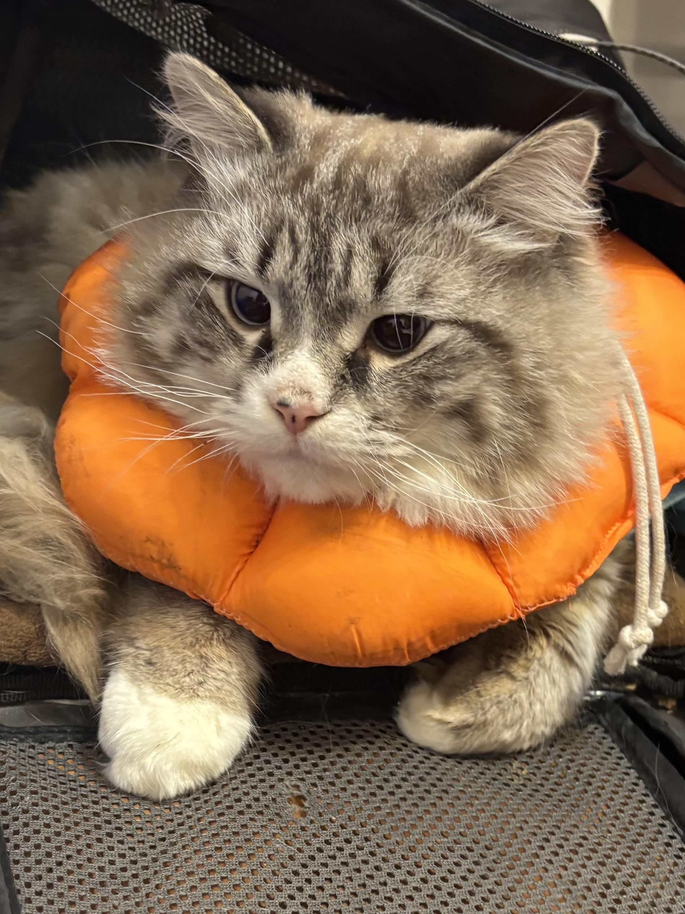Tiger and Raggy (Ragdolls), a ADOPTABLE Ragdoll in Fairfax, VA image 5/5