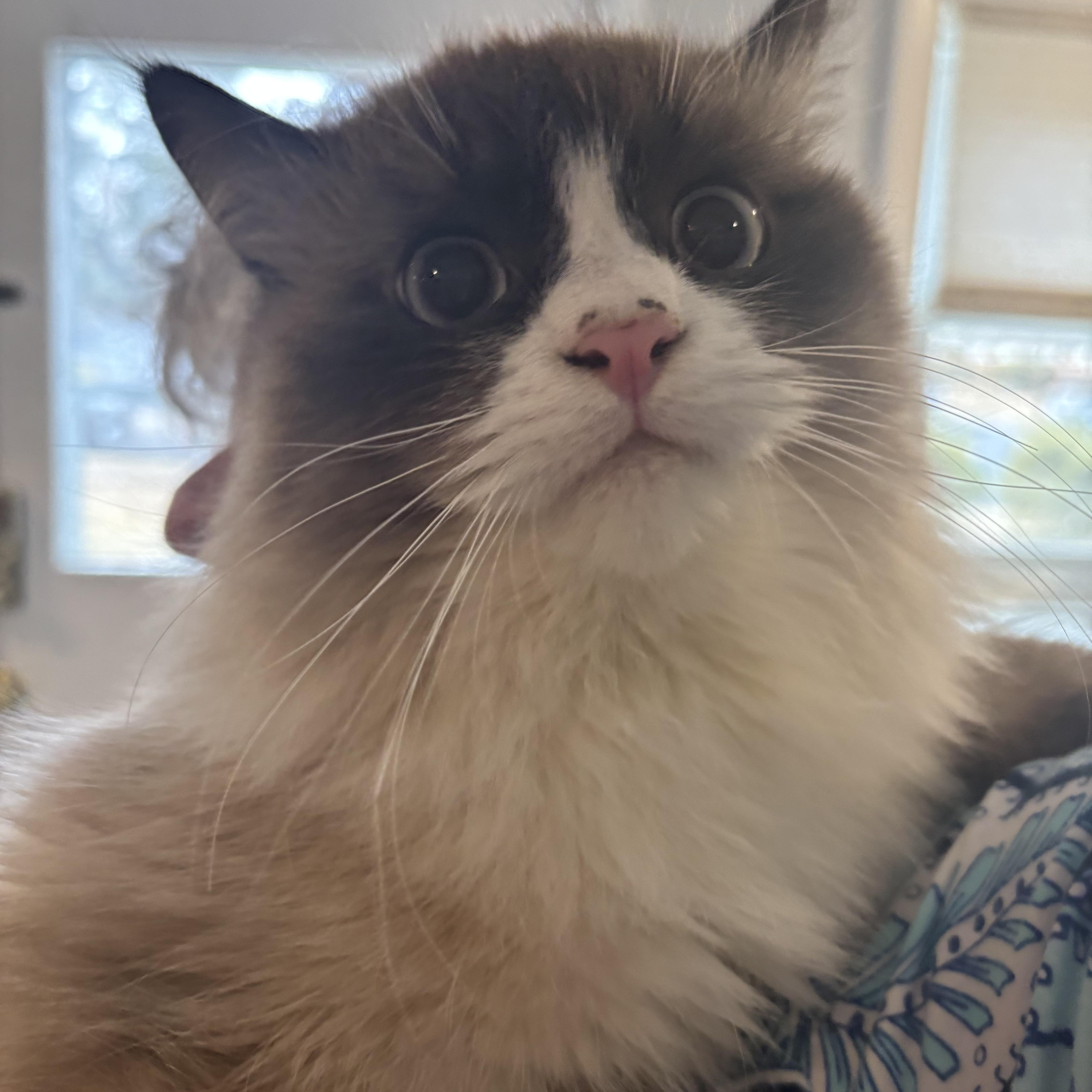 Tiger and Raggy (Ragdolls), a ADOPTABLE Ragdoll in Fairfax, VA image 4/5