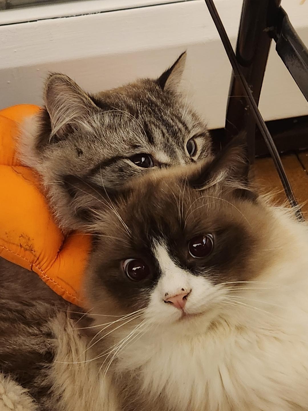 Tiger and Raggy (Ragdolls), a ADOPTABLE Ragdoll in Fairfax, VA image 1/5