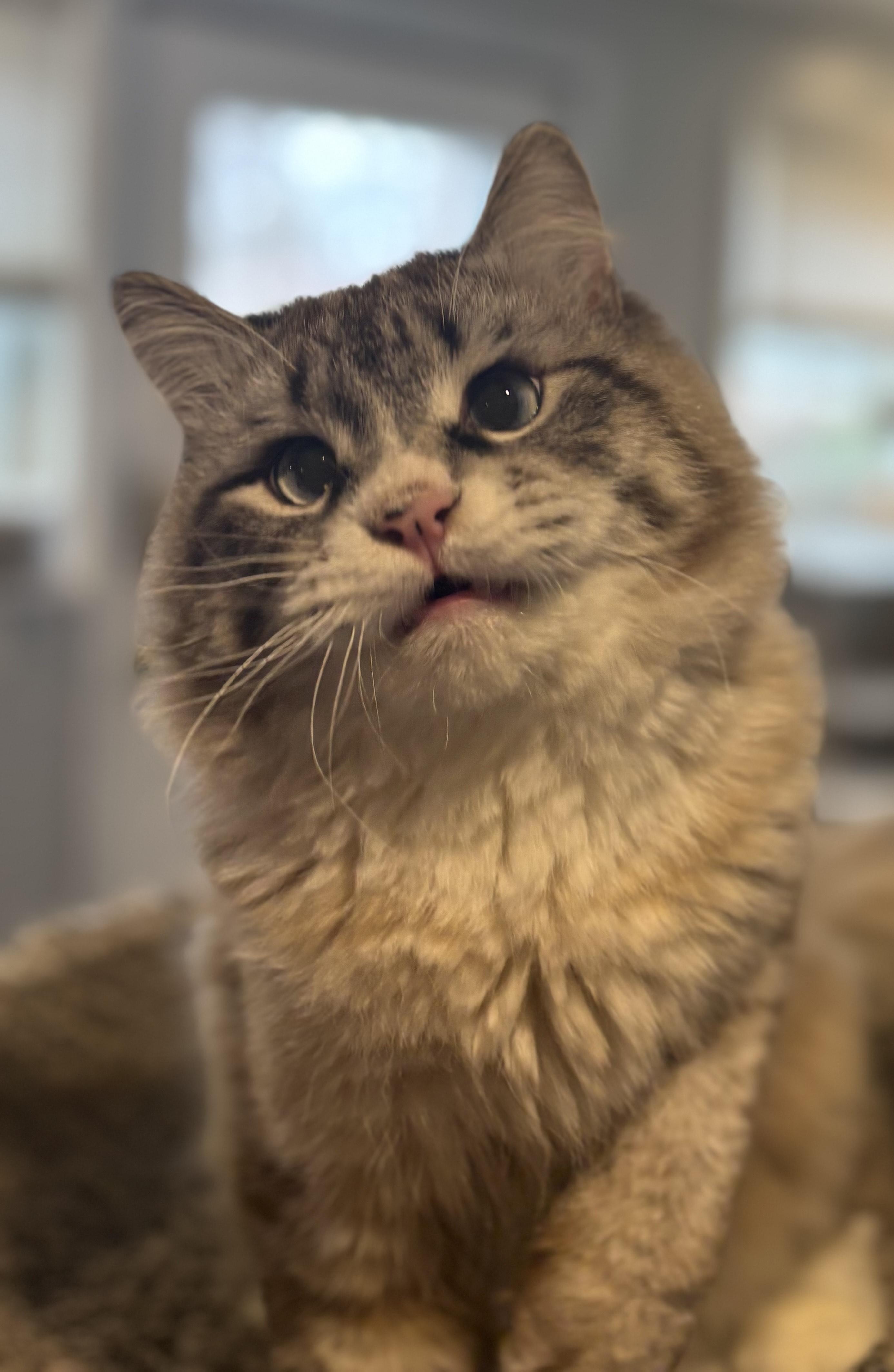 Tiger and Raggy (Ragdolls), a ADOPTABLE Ragdoll in Fairfax, VA image 3/5