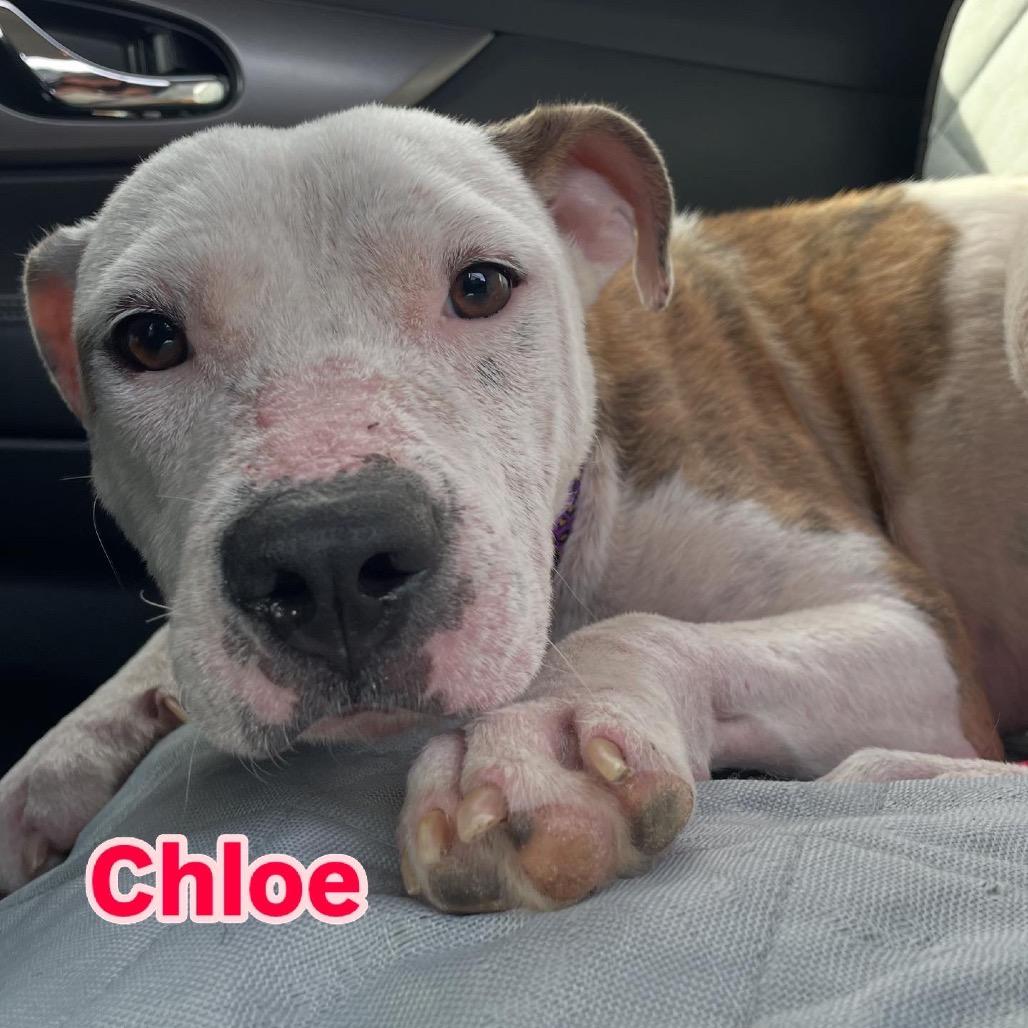 Chloe — thumbnail 3