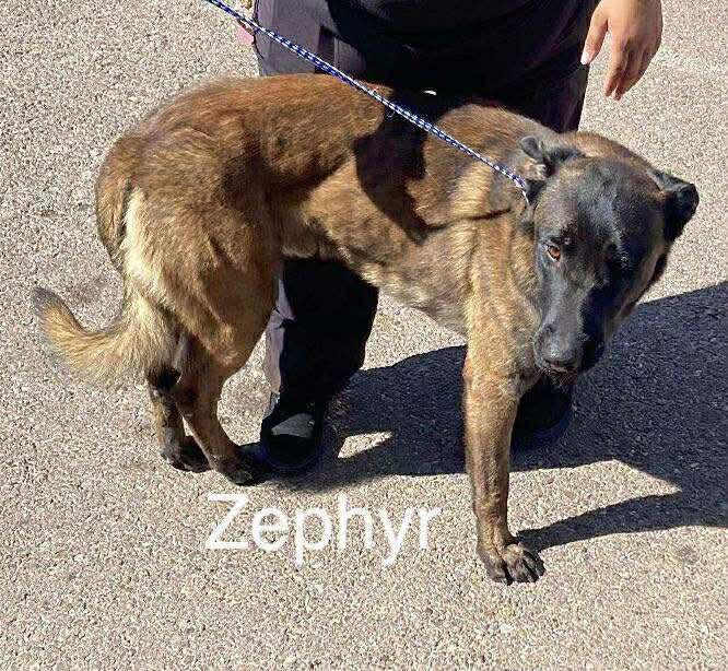 Zephyr