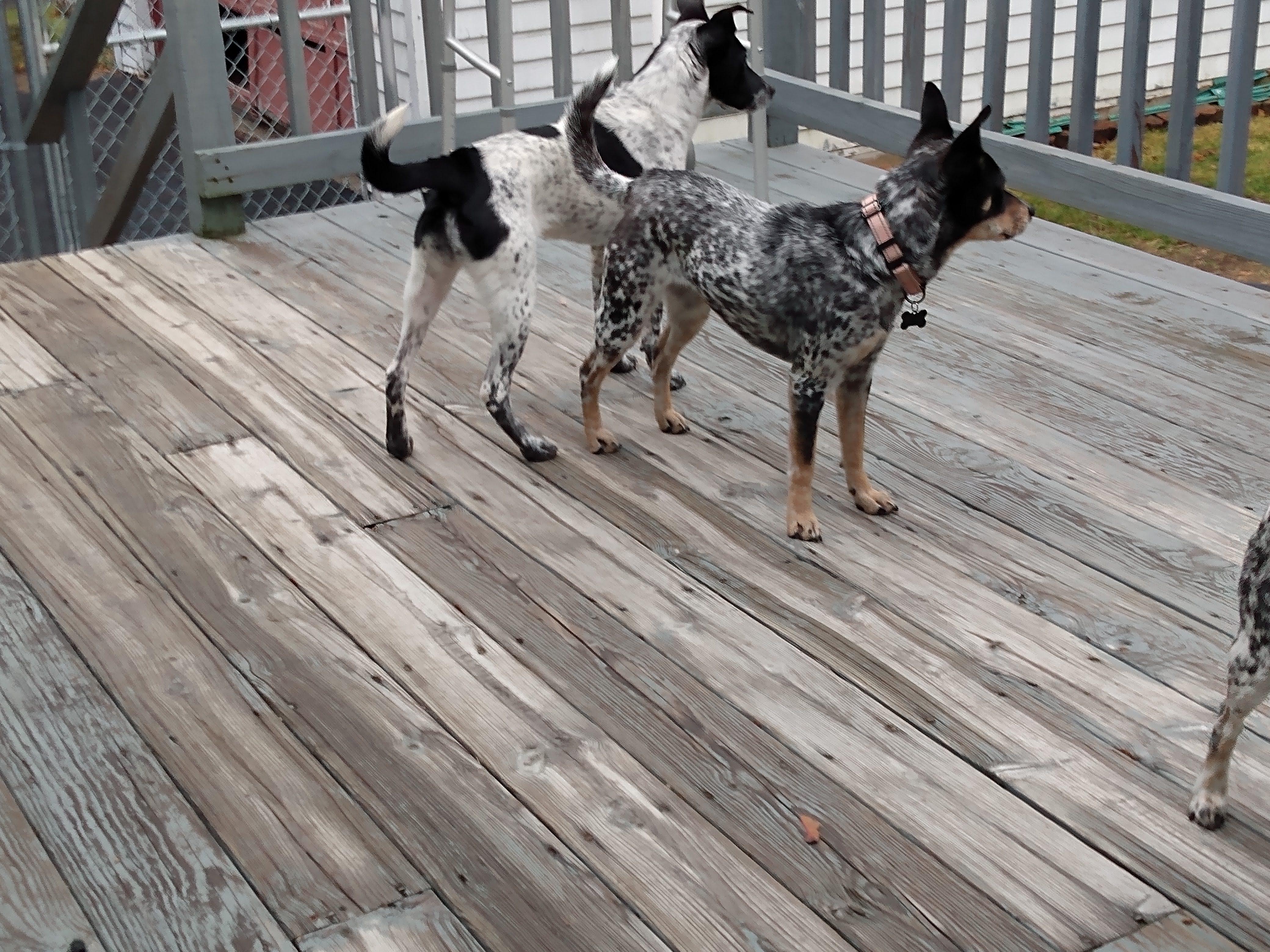 Enlarge Phoebe, a ADOPTABLE mixed breed in Garden City, NY image 4/5