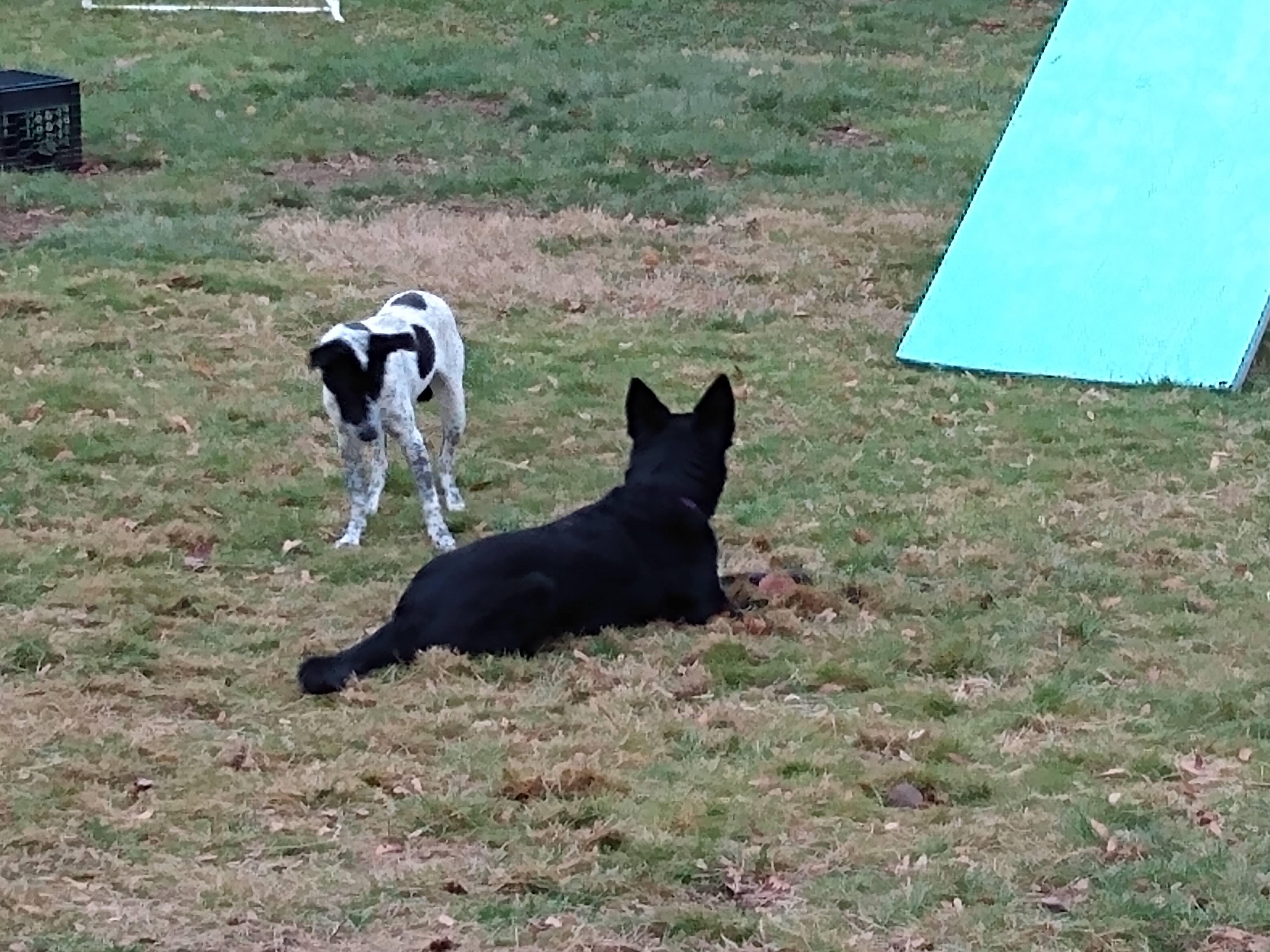 Enlarge Phoebe, a ADOPTABLE mixed breed in Garden City, NY image 5/5