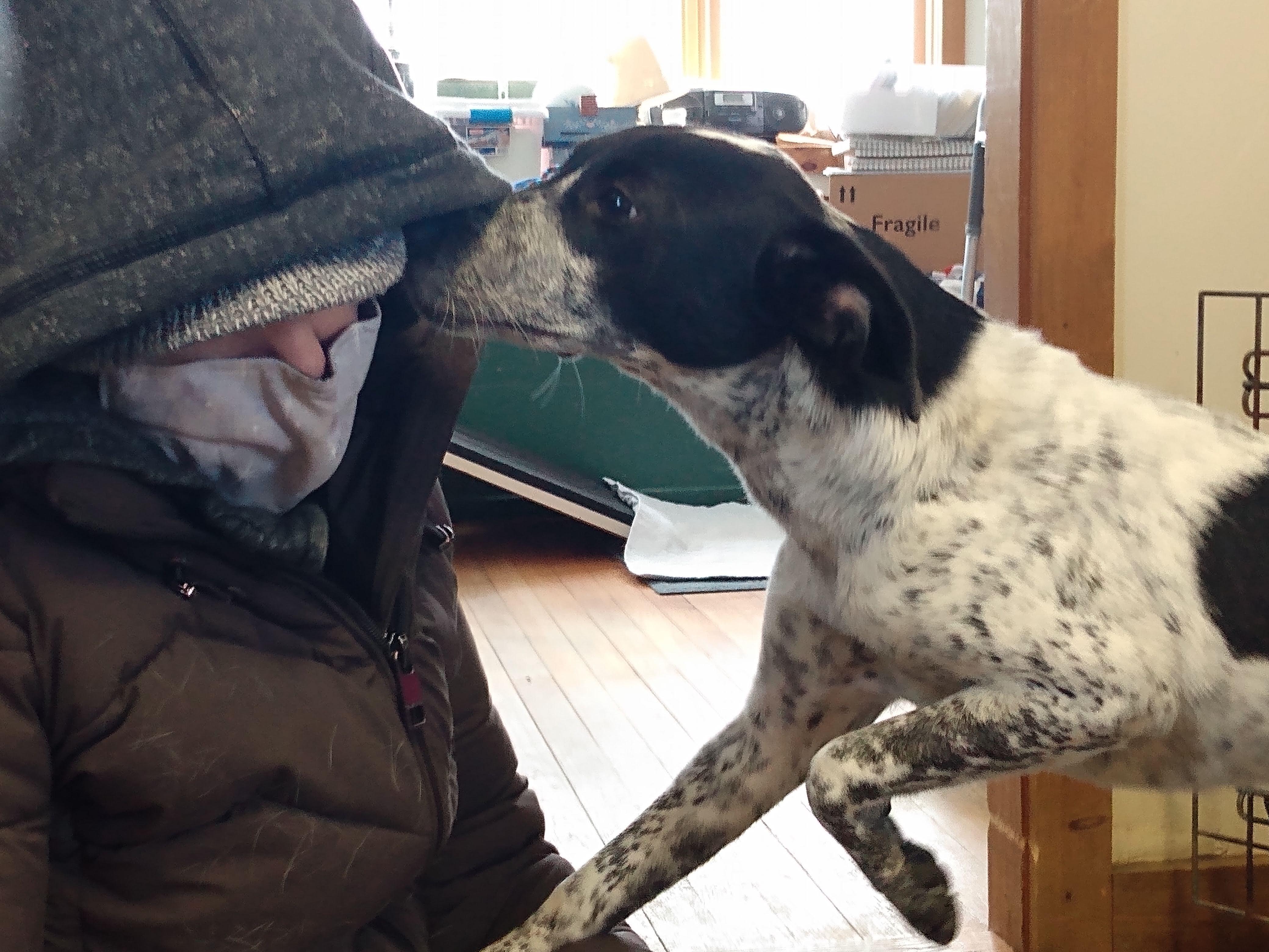 Enlarge Phoebe, a ADOPTABLE mixed breed in Garden City, NY image 2/5