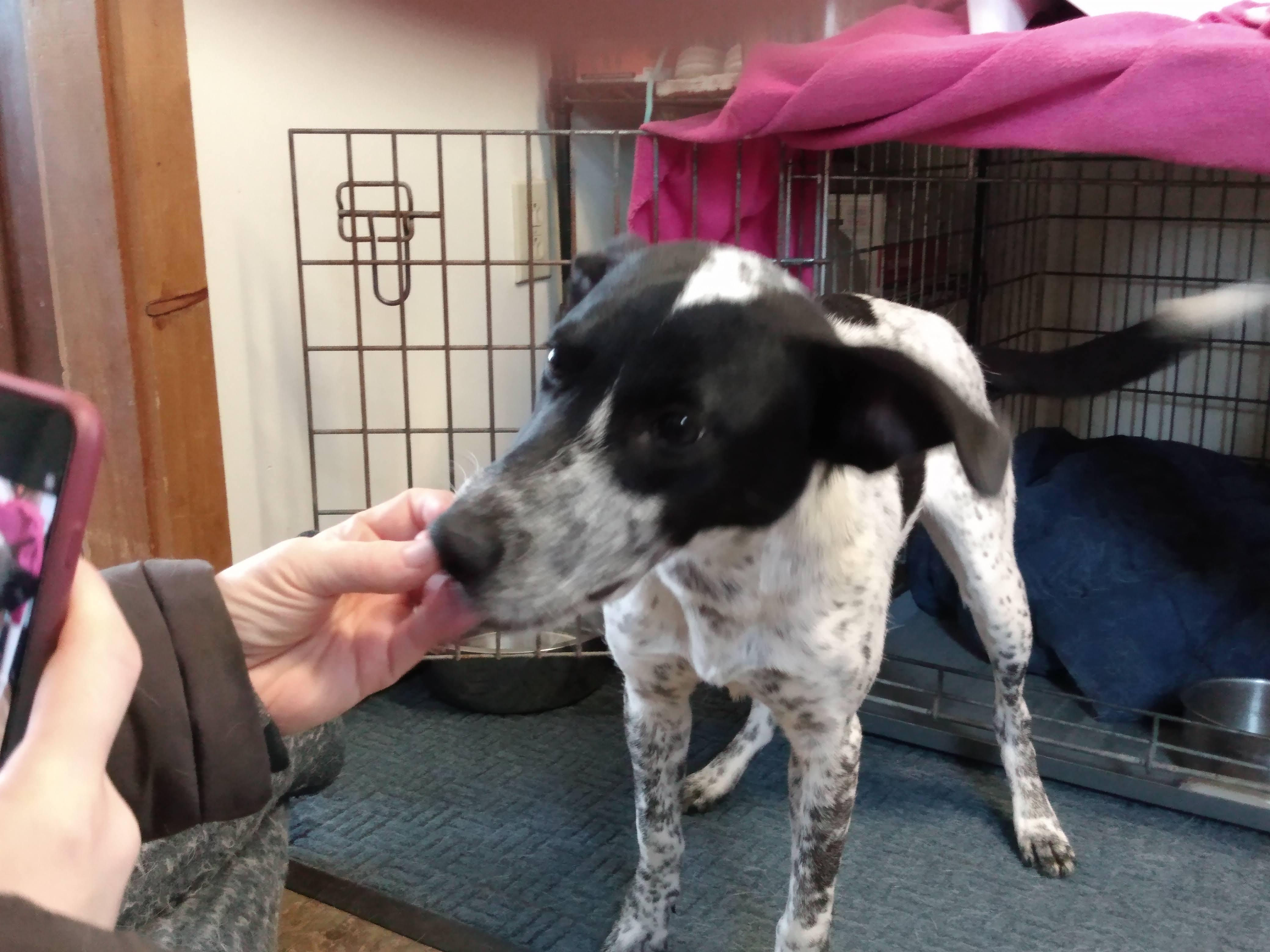 Phoebe, ADOPTABLE, Young Female Australian Cattle Dog / Blue Heeler & Rat Terrier.